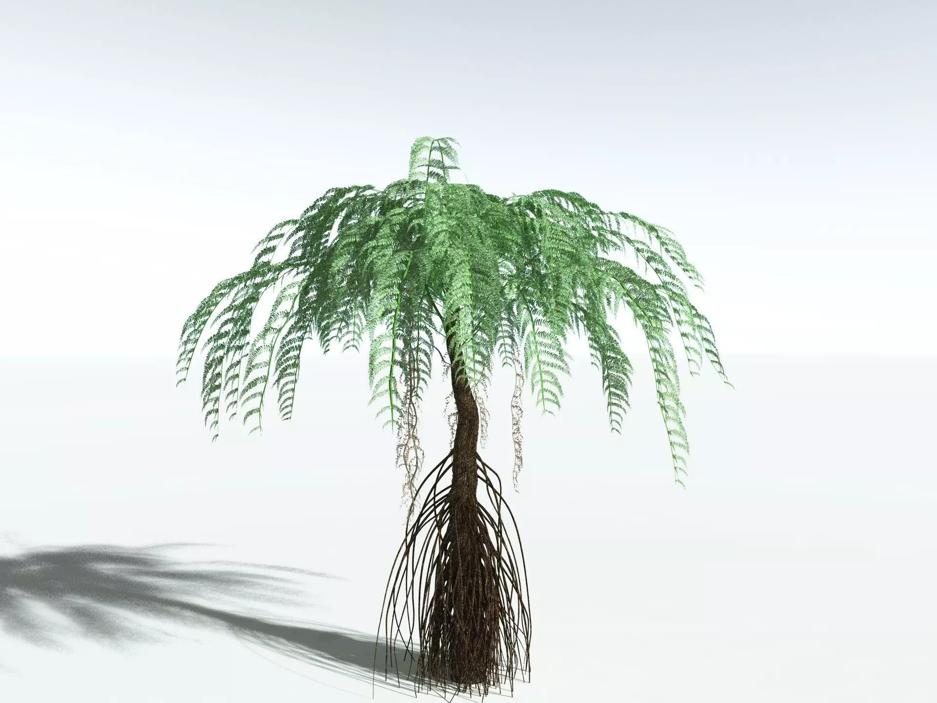 EVERYPlant Psaronius Simples 3D model_10