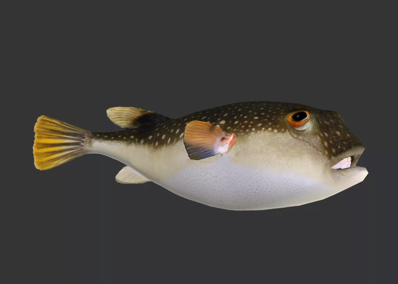 Pufferfish - Grass Puffer Animated 3D model