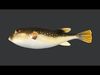 Pufferfish - Grass Puffer Animated 3D model_1