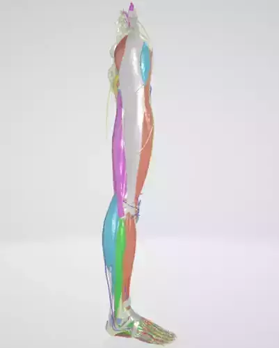 82 PARTS LOWER LIMB WITH MUSCLES NERVES BLOOD VESSELS BONES 3D print model