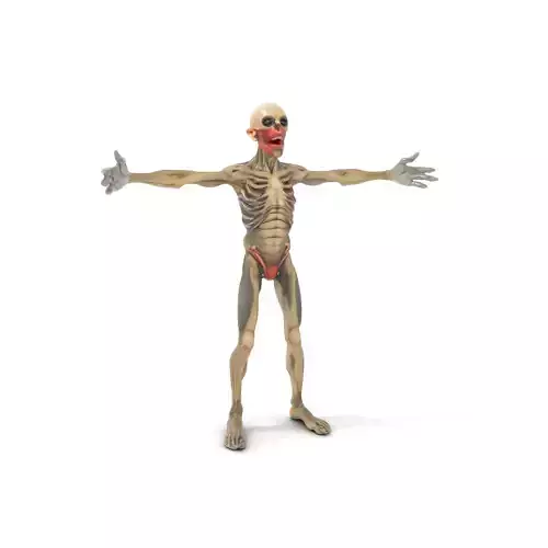 Skeleton Model Pack with Detailed Anatomy Features