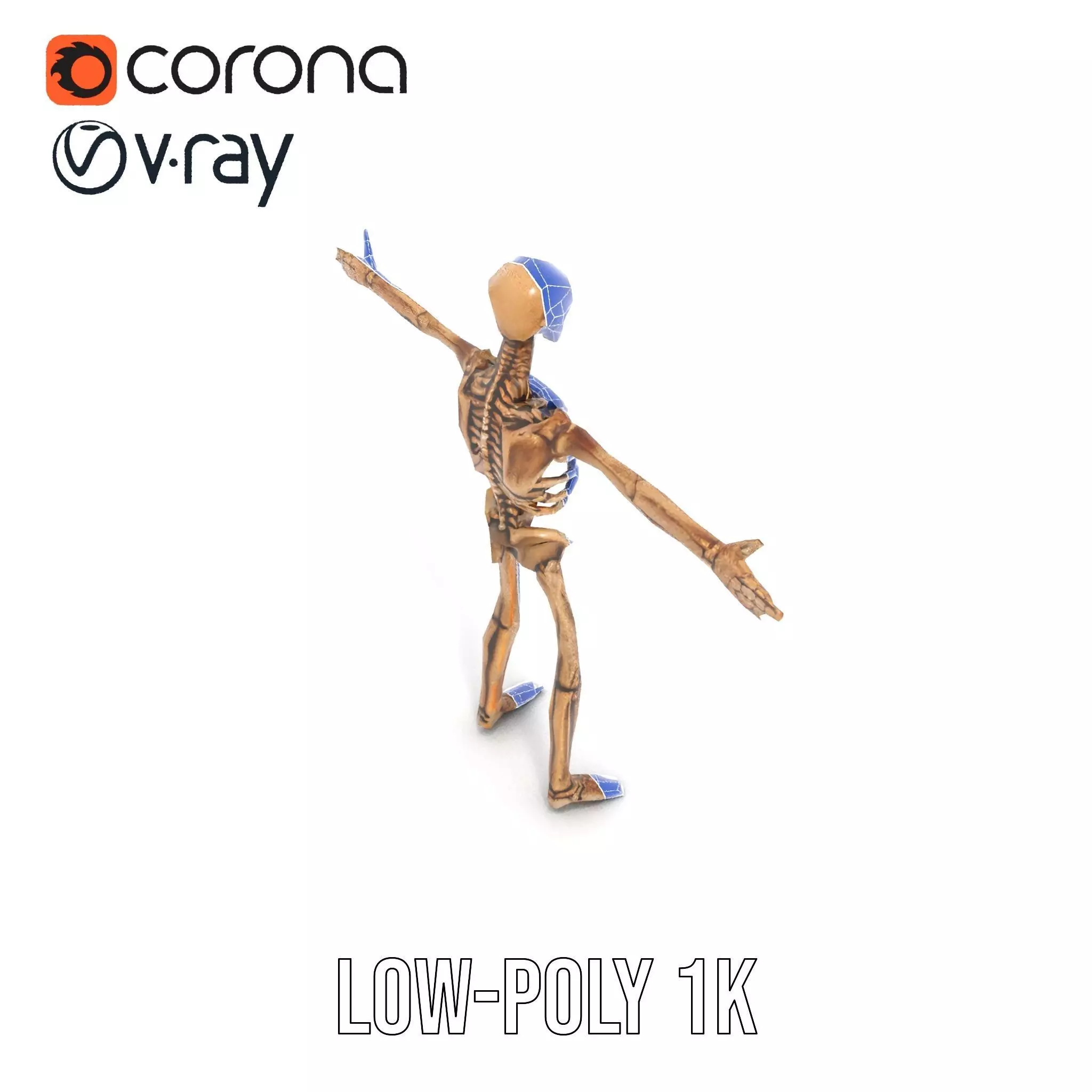 Human Skeleton Anatomy Model Pack Low-poly 3D model_8