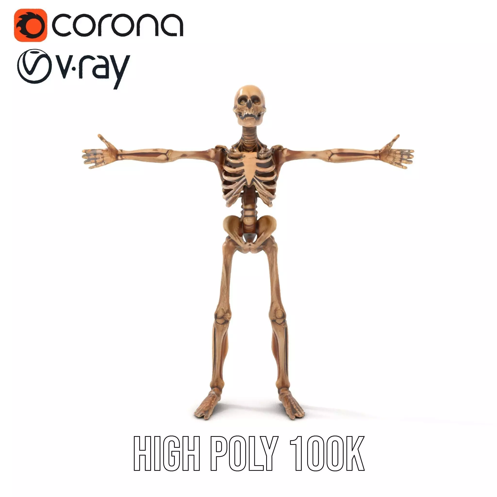 Human Skeleton Anatomy Model Pack Low-poly 3D model_20