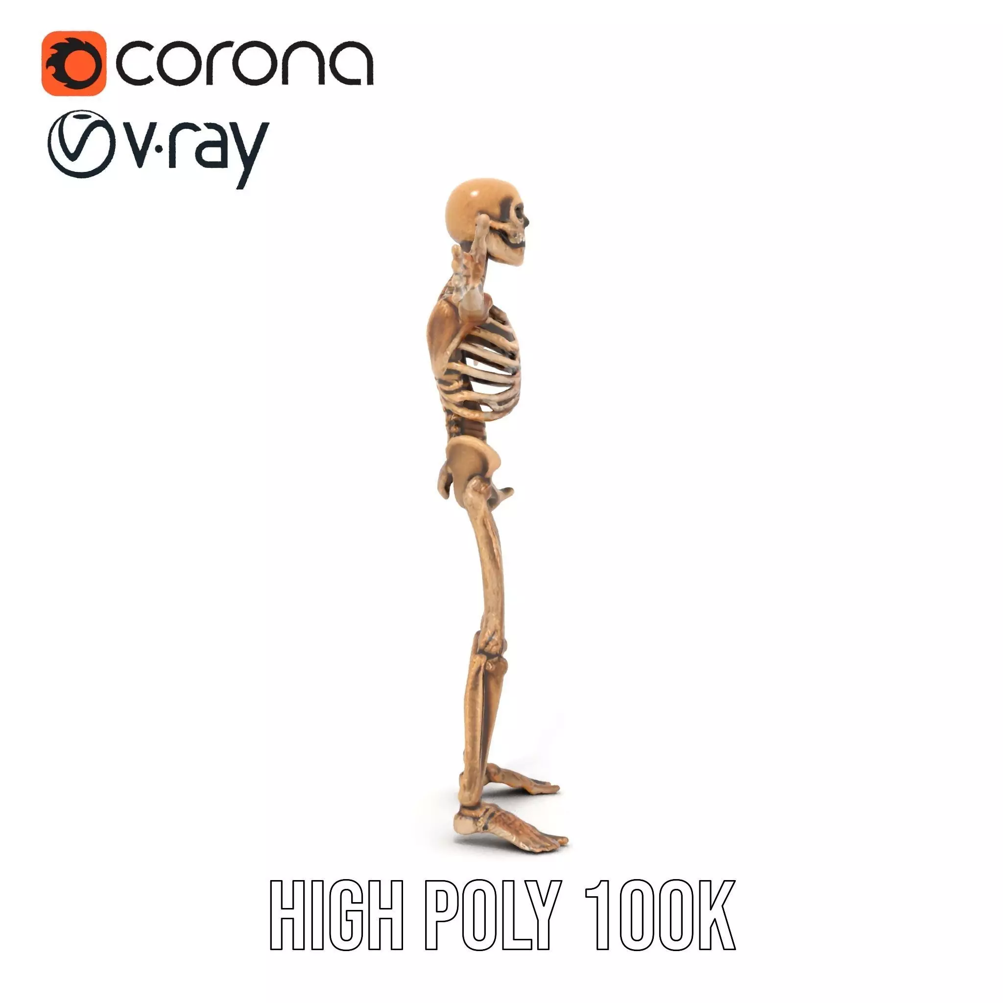 Human Skeleton Anatomy Model Pack Low-poly 3D model_10