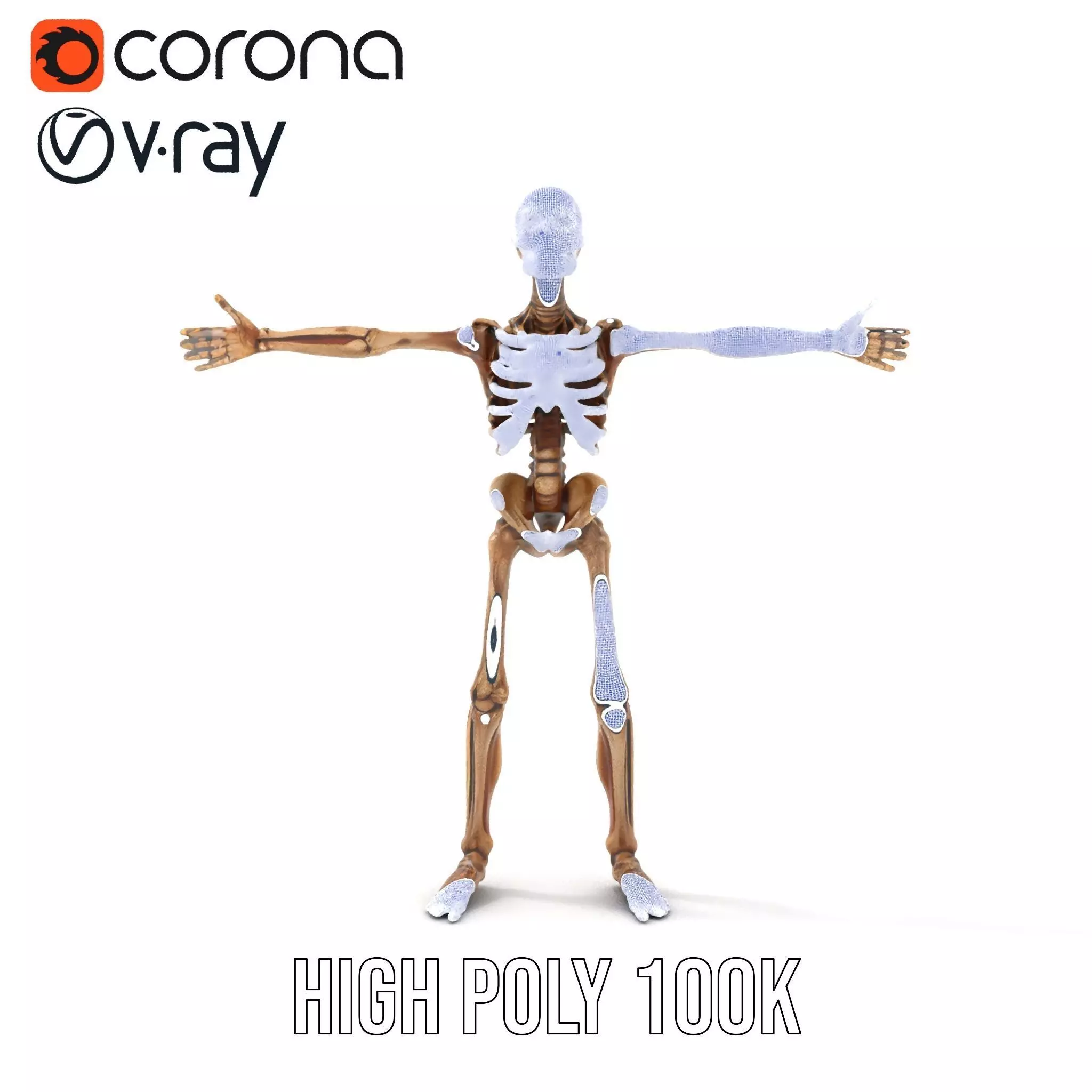 Human Skeleton Anatomy Model Pack Low-poly 3D model_34