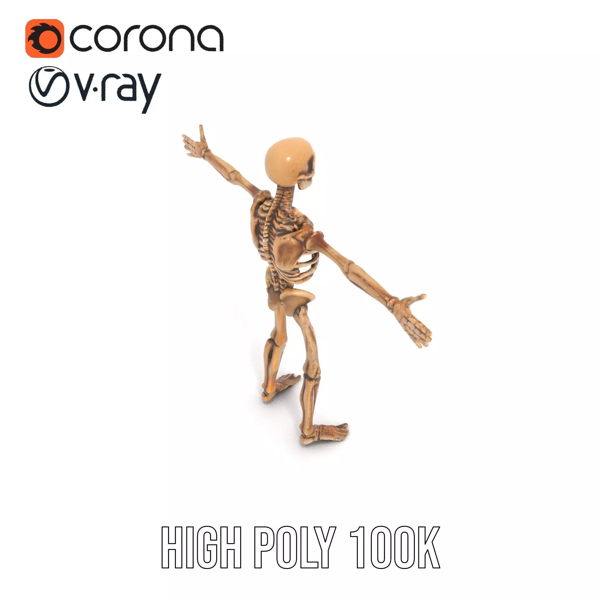 Human Skeleton Anatomy Model Pack Low-poly 3D model_23