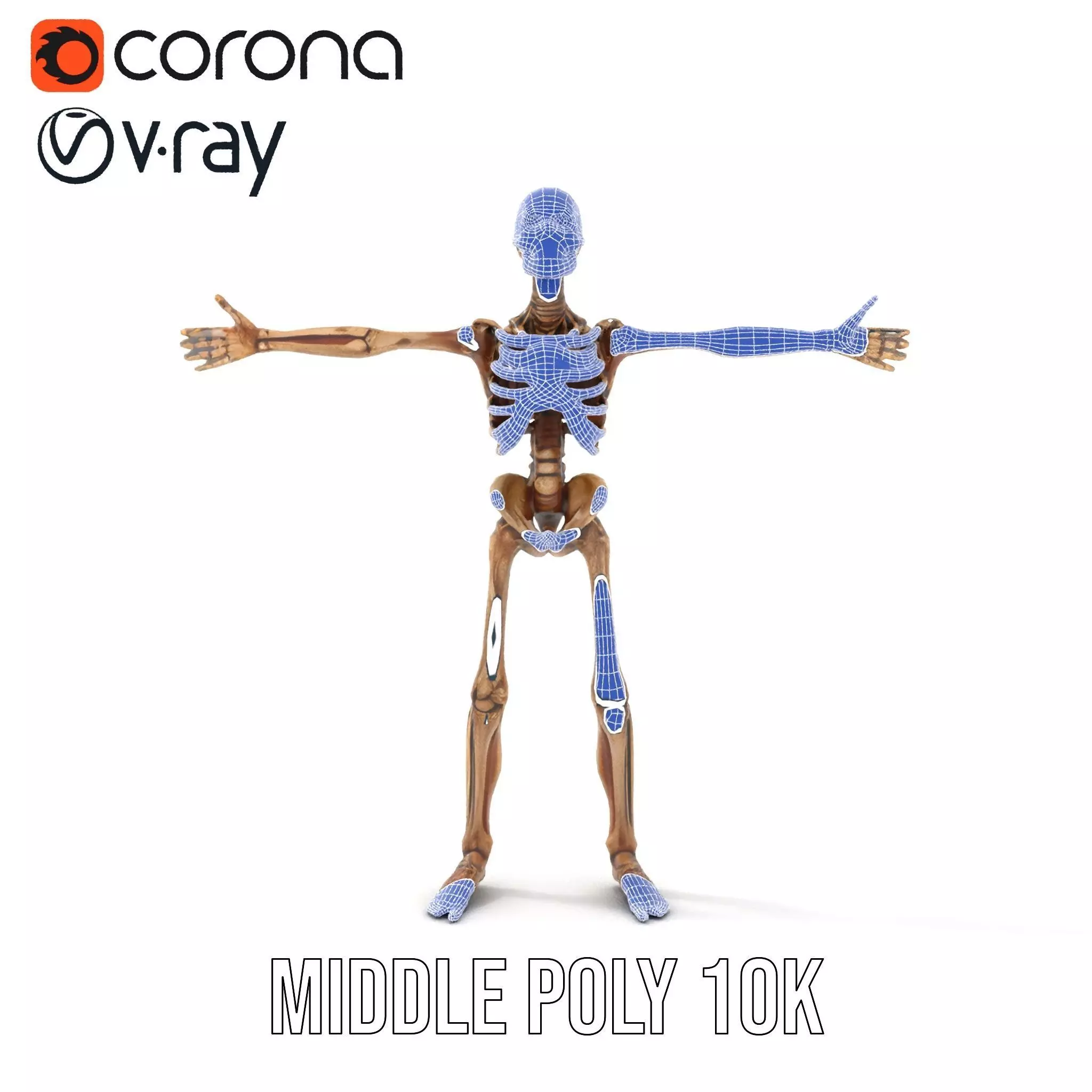 Human Skeleton Anatomy Model Pack Low-poly 3D model_14