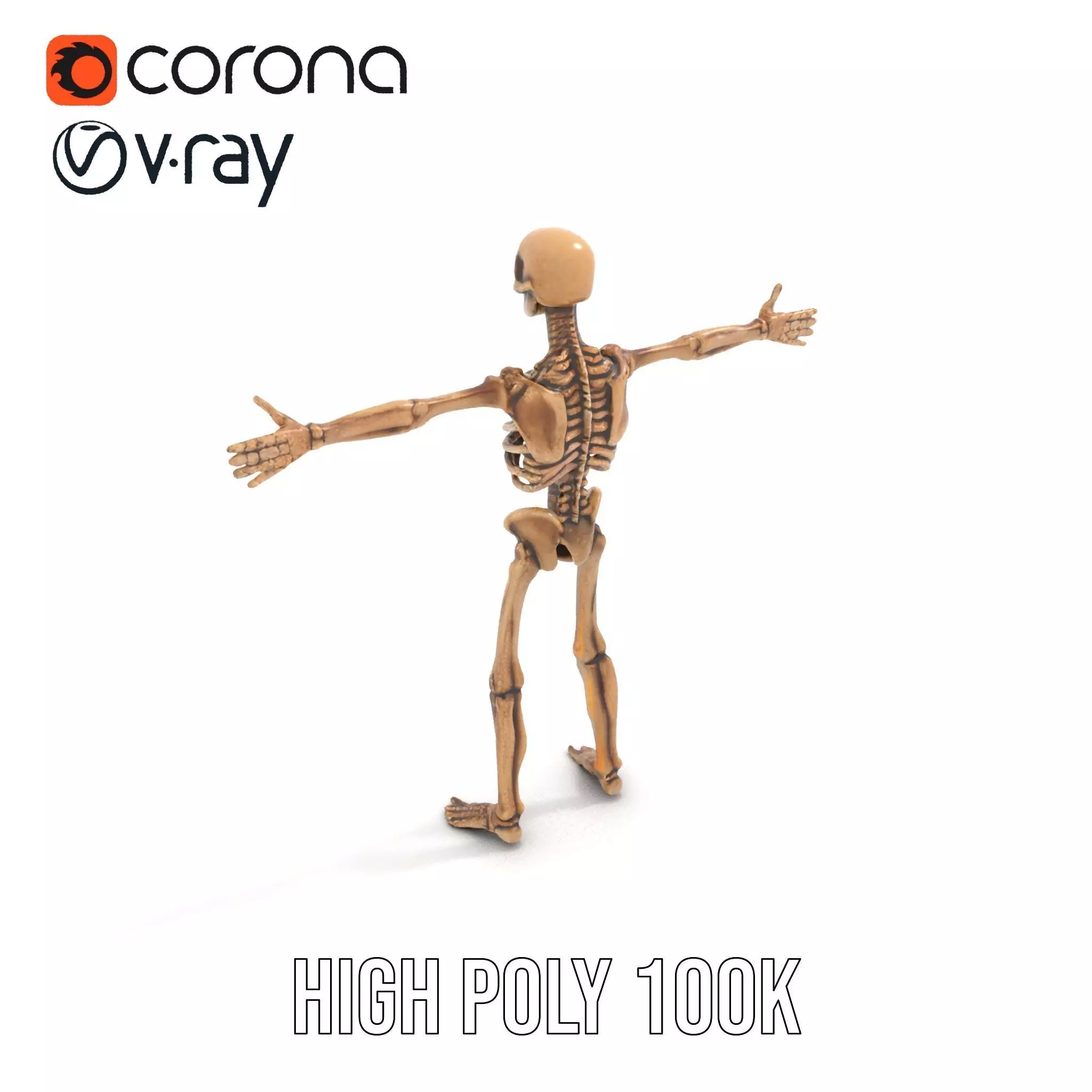 Human Skeleton Anatomy Model Pack Low-poly 3D model_13