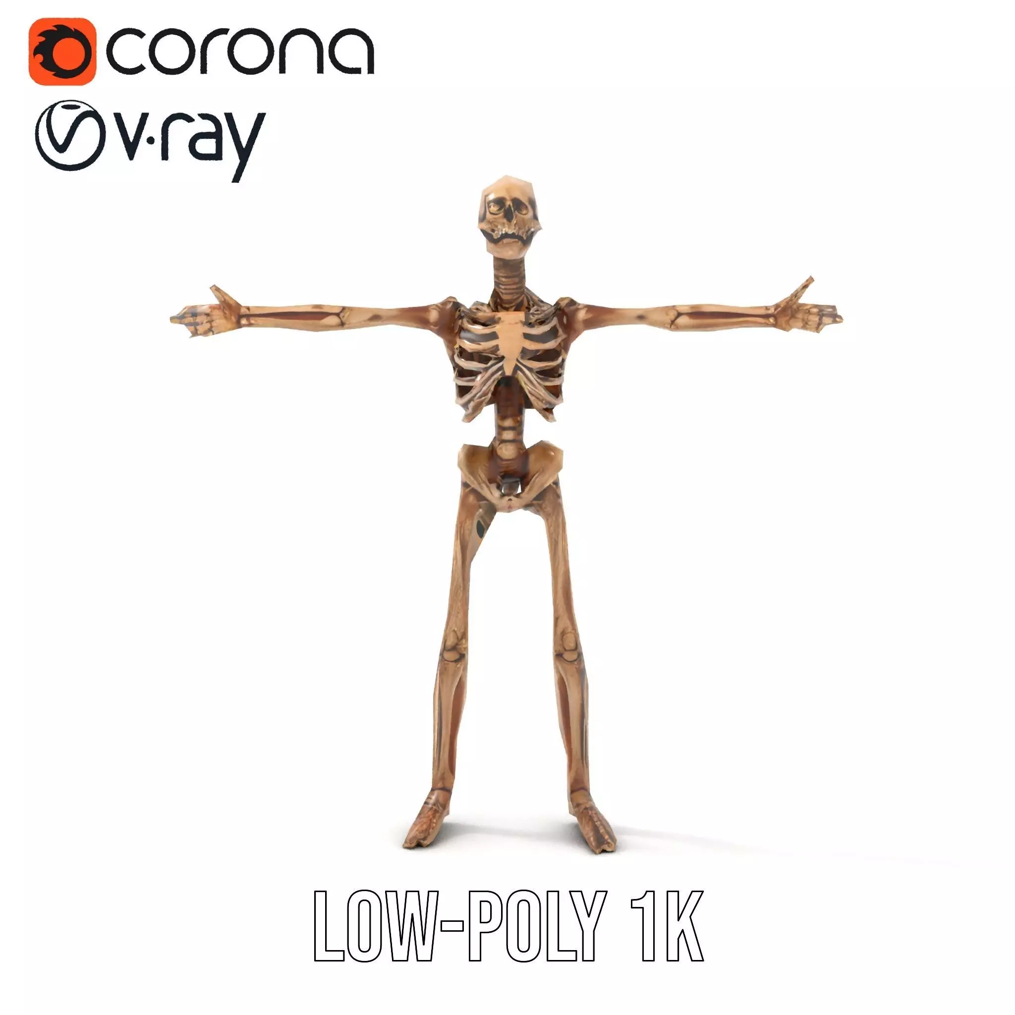 Human Skeleton Anatomy Model Pack Low-poly 3D model_12