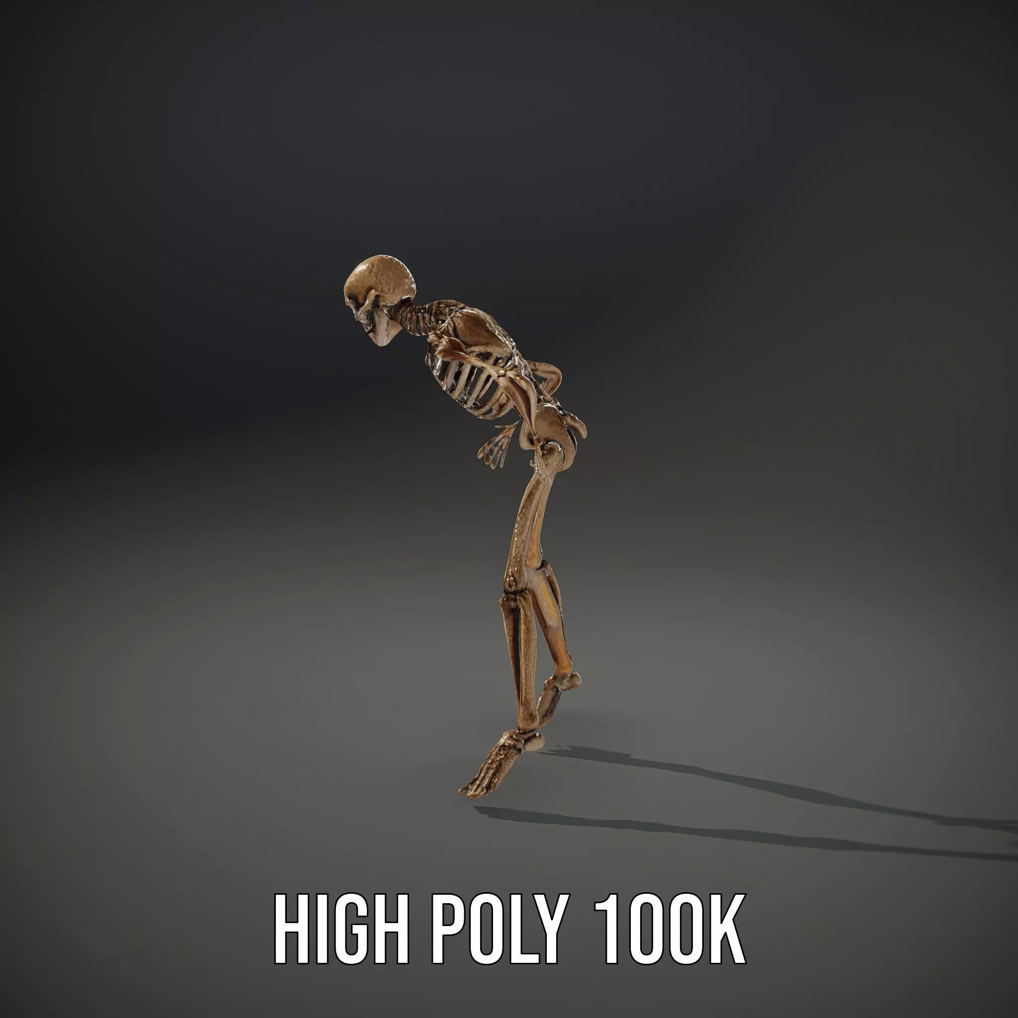 Human Skeleton Anatomy Model Pack Low-poly 3D model_32