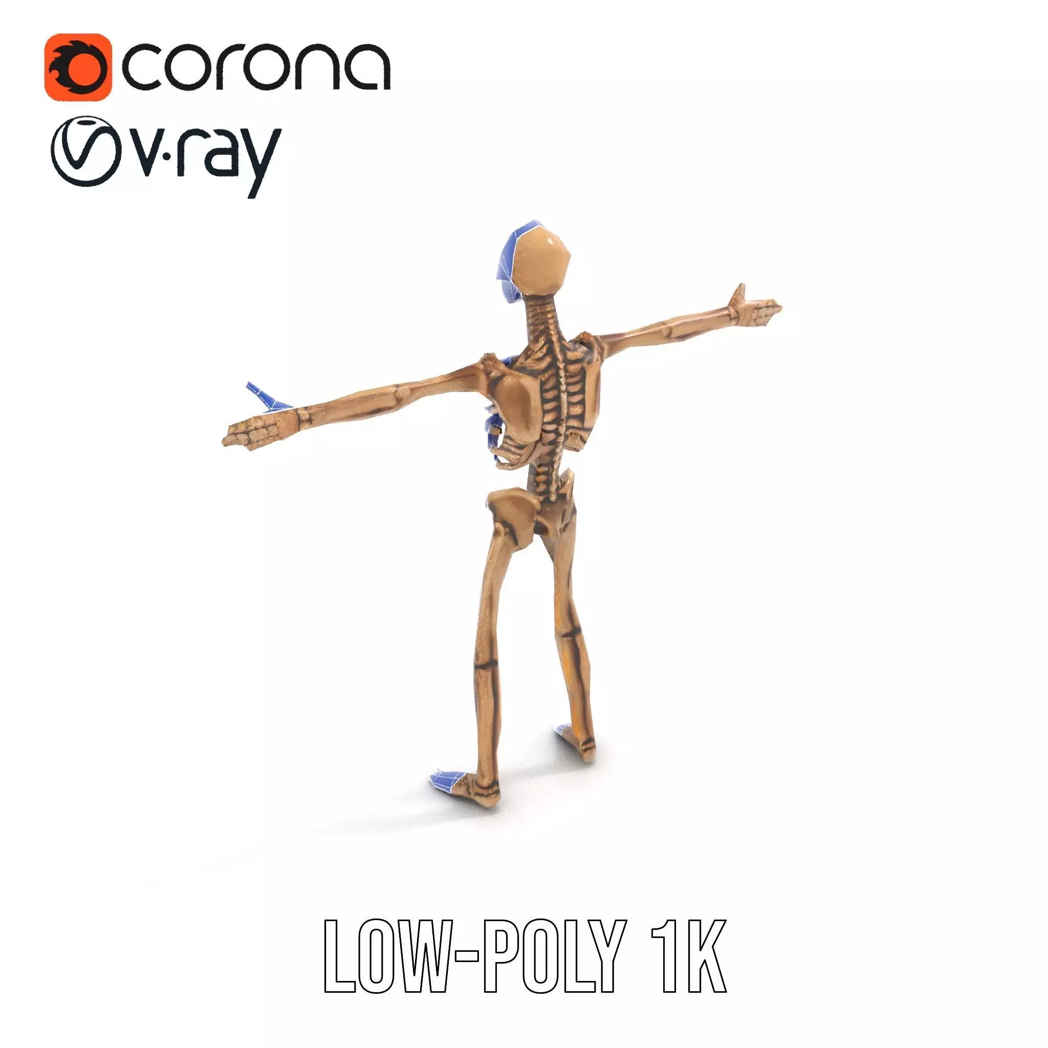 Human Skeleton Anatomy Model Pack Low-poly 3D model_15