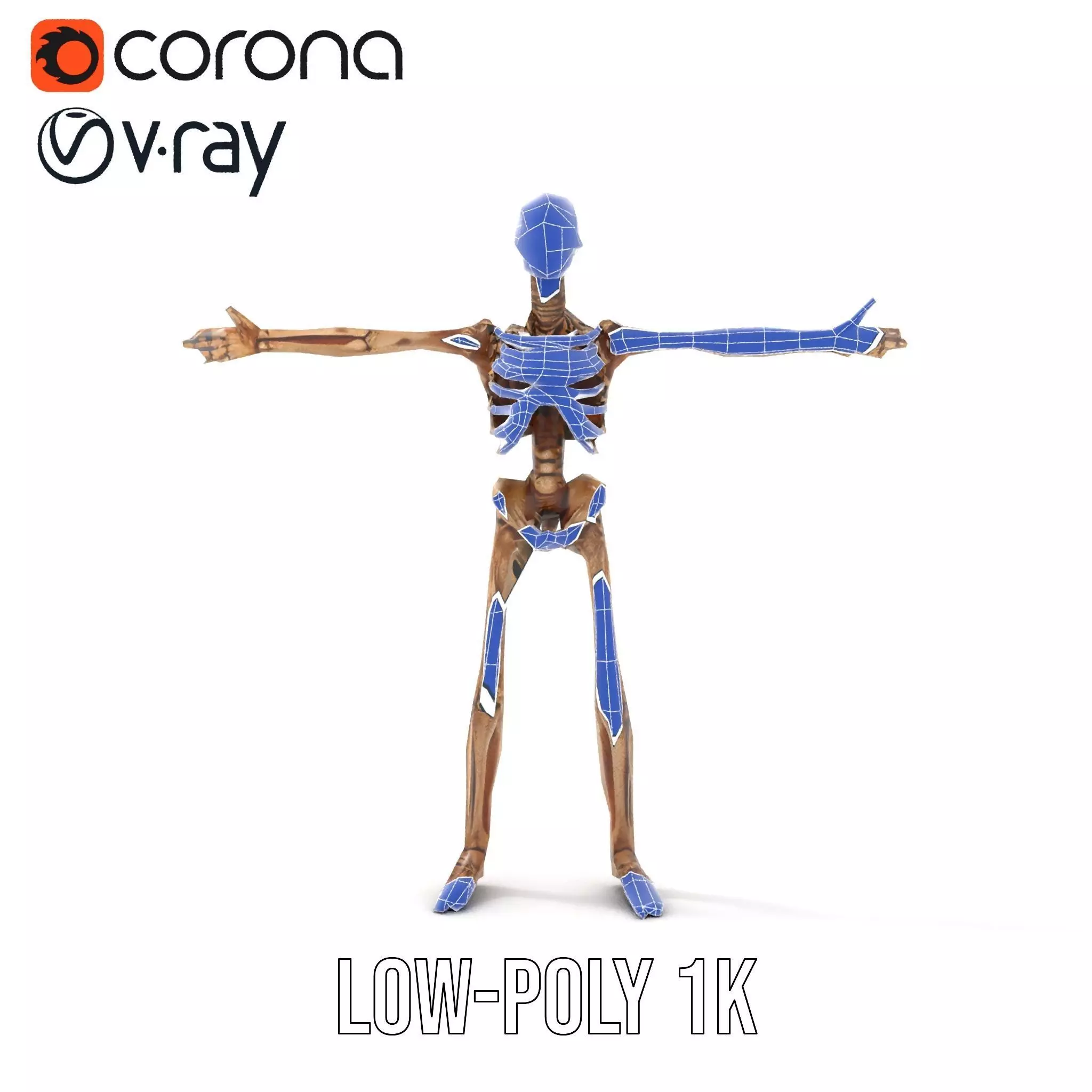 Human Skeleton Anatomy Model Pack Low-poly 3D model_28