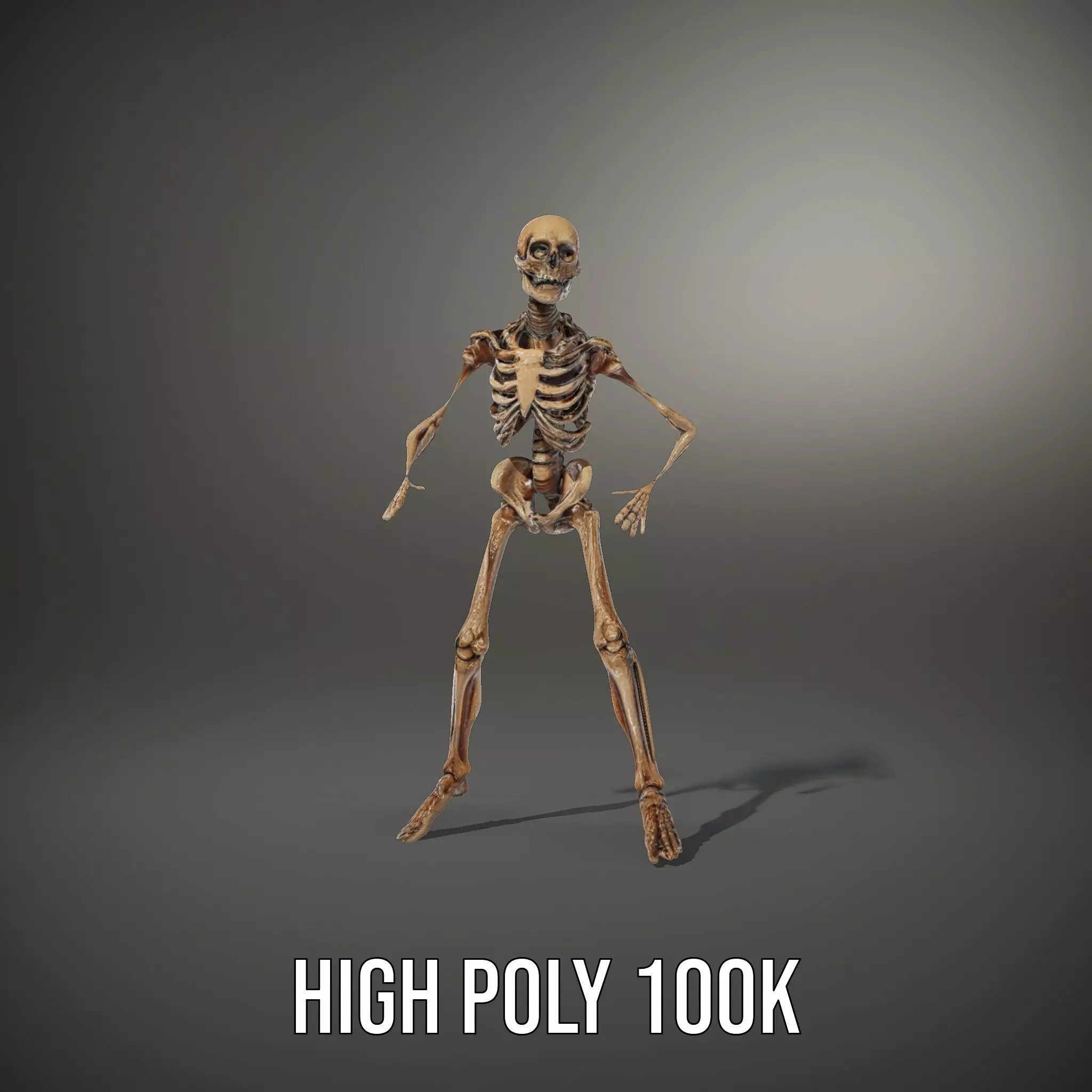 Human Skeleton Anatomy Model Pack Low-poly 3D model_33
