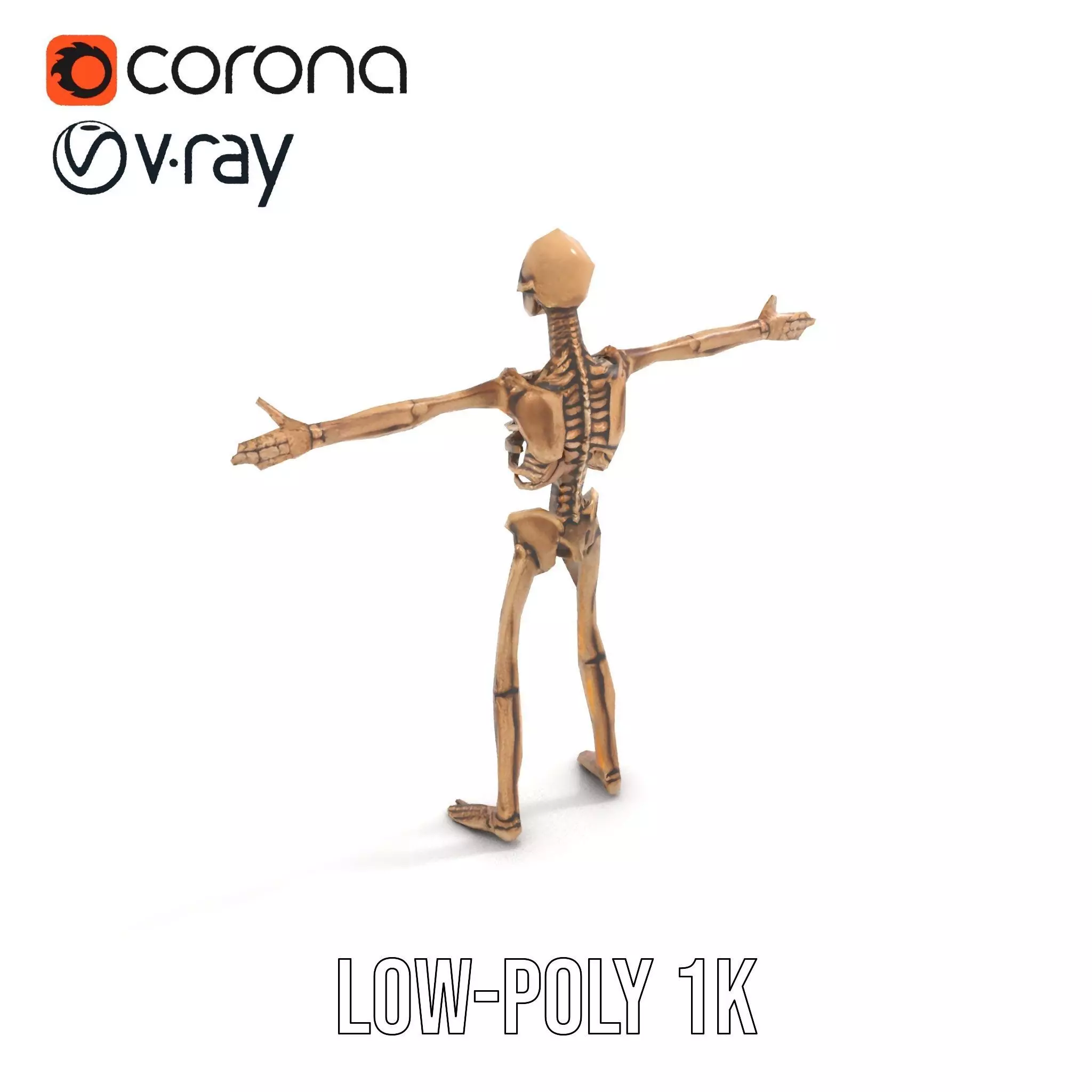 Human Skeleton Anatomy Model Pack Low-poly 3D model_17