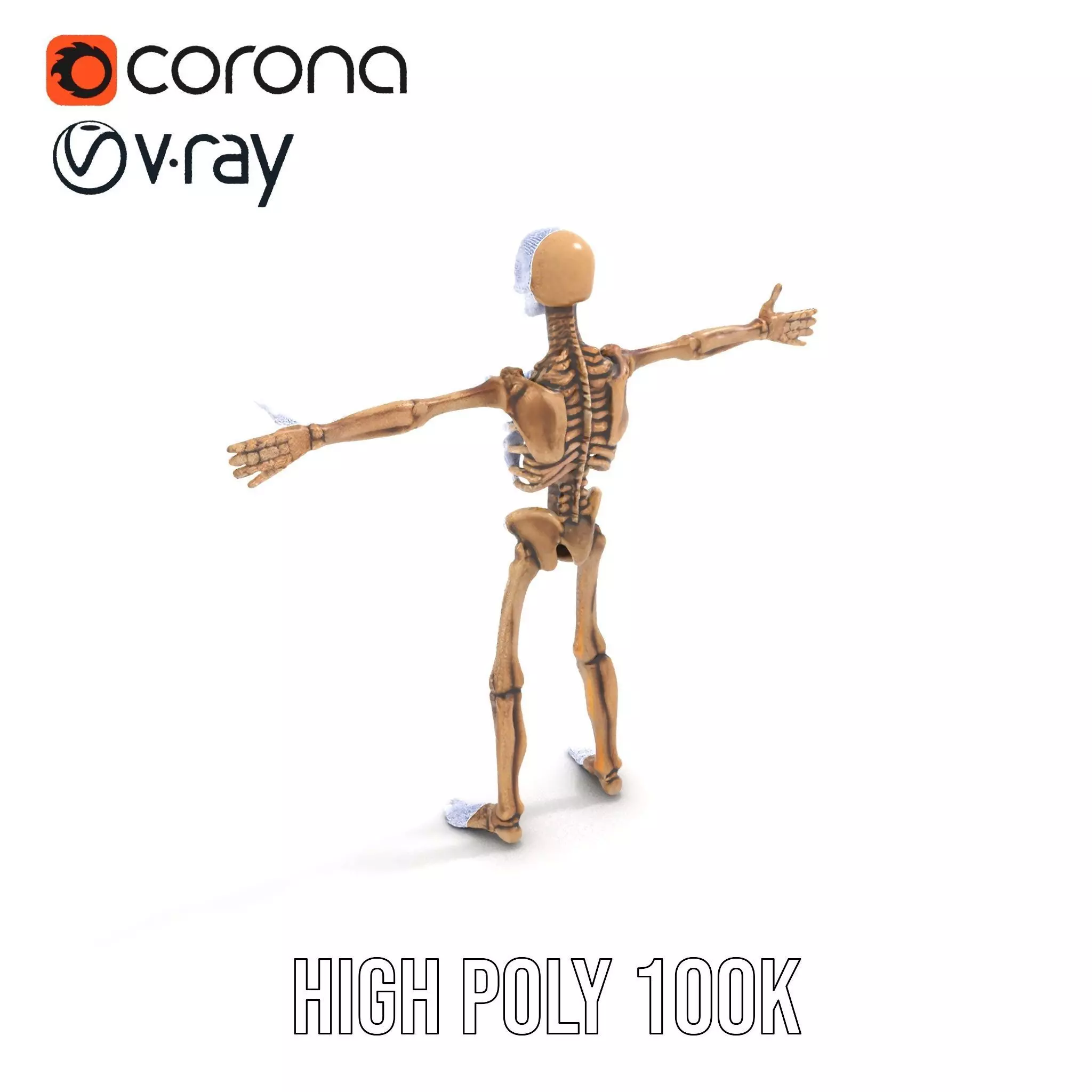 Human Skeleton Anatomy Model Pack Low-poly 3D model_26