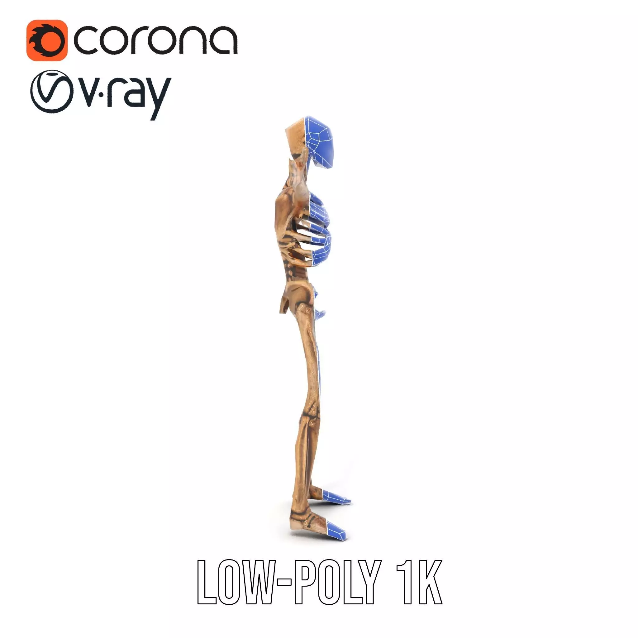 Human Skeleton Anatomy Model Pack Low-poly 3D model_25