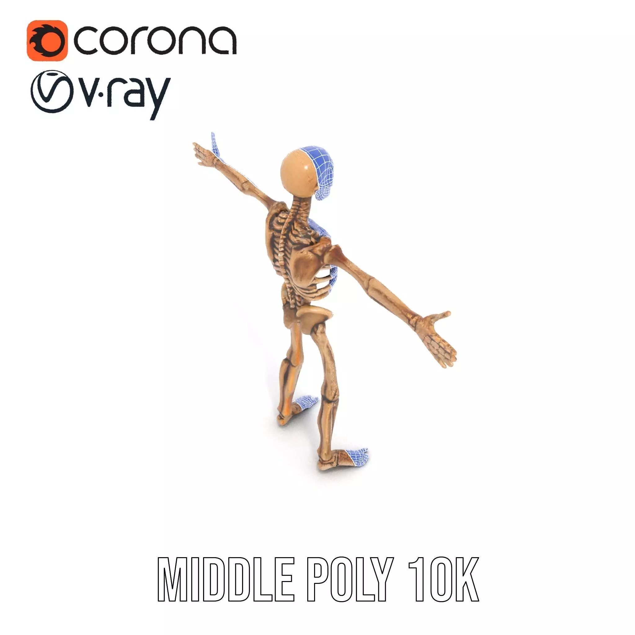 Human Skeleton Anatomy Model Pack Low-poly 3D model_27