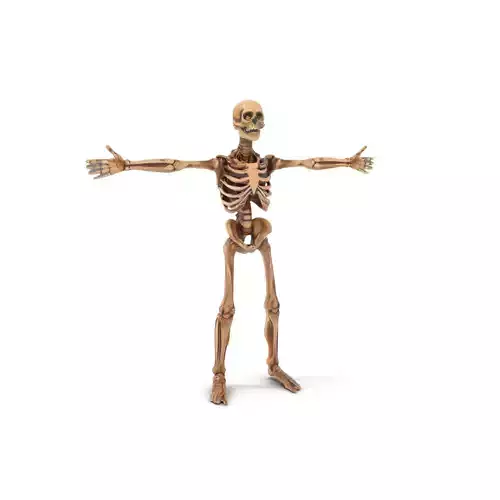 Human Skeleton Anatomy Model Pack Low-poly 3D model