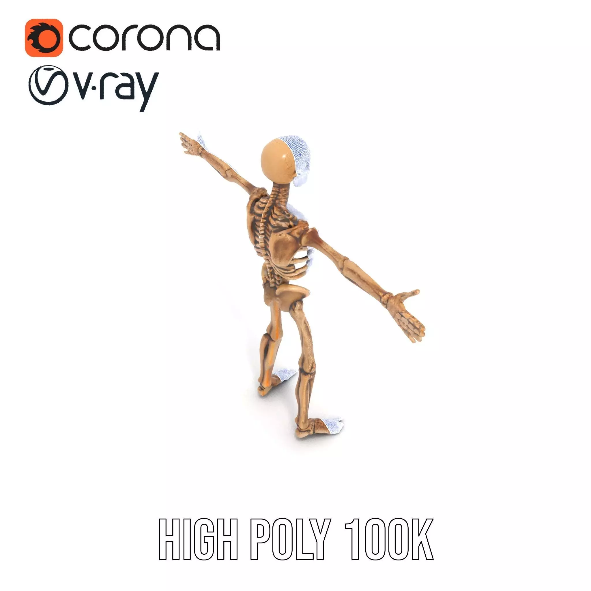Human Skeleton Anatomy Model Pack Low-poly 3D model_29