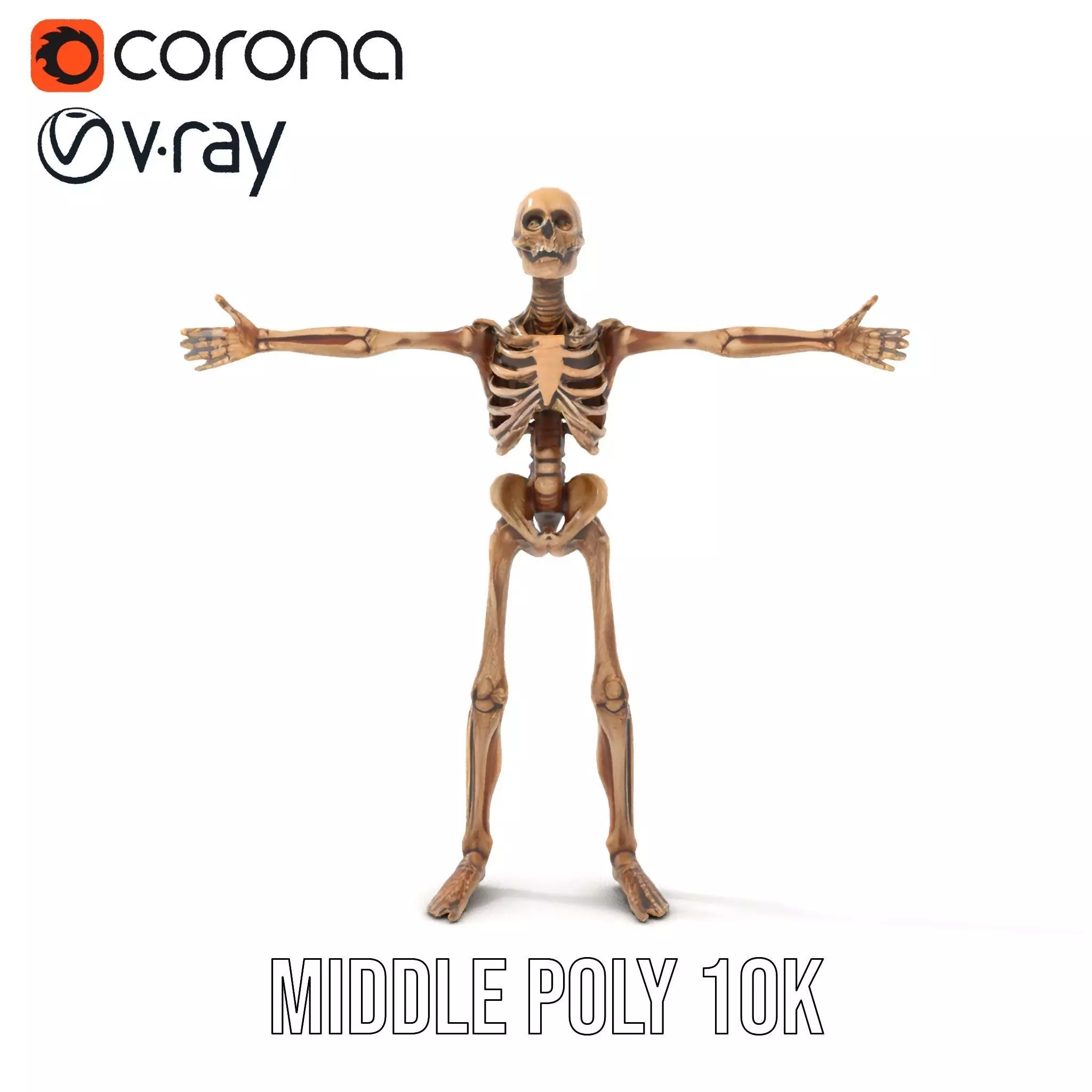 Human Skeleton Anatomy Model Pack Low-poly 3D model_6