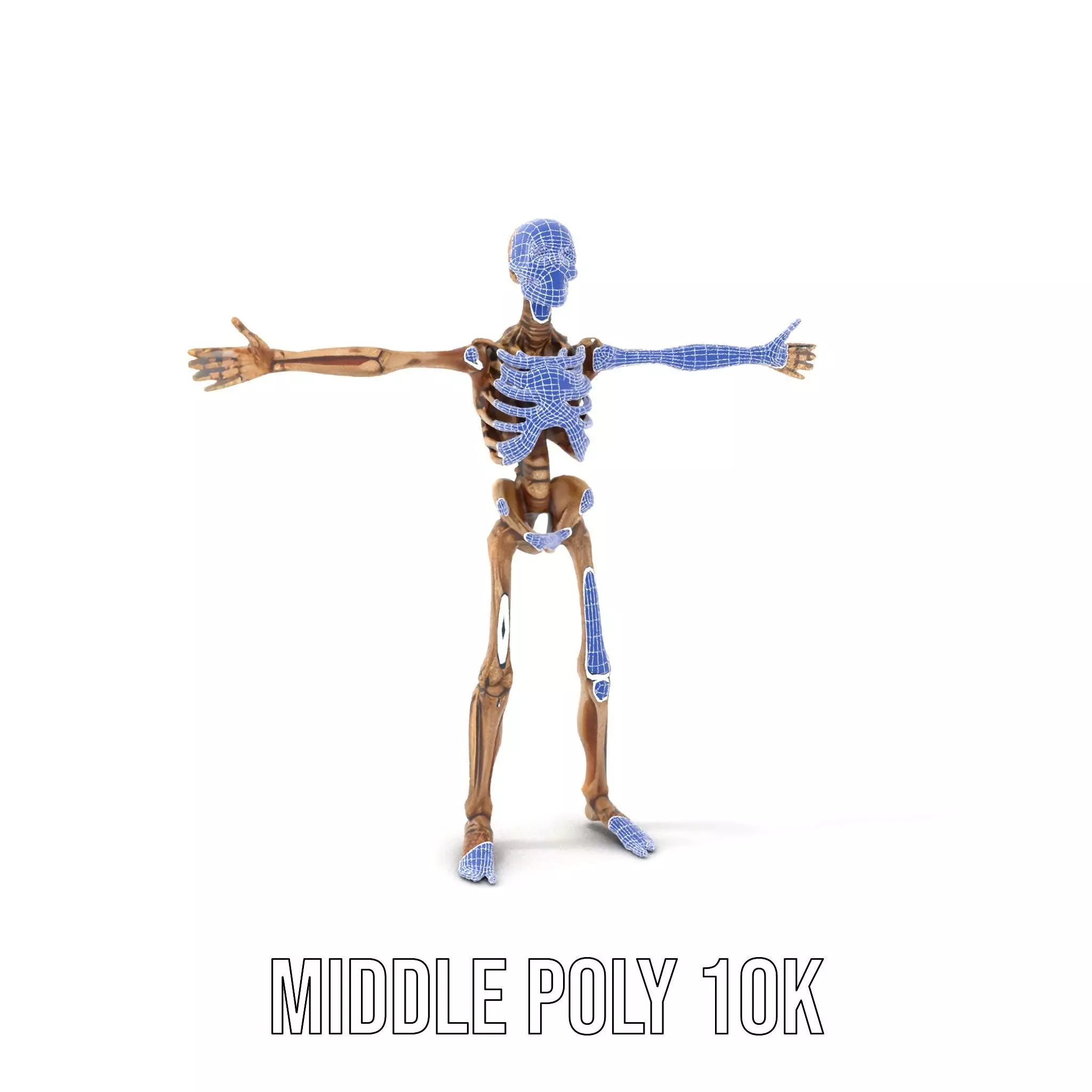 Human Skeleton Anatomy Model Pack Low-poly 3D model_21