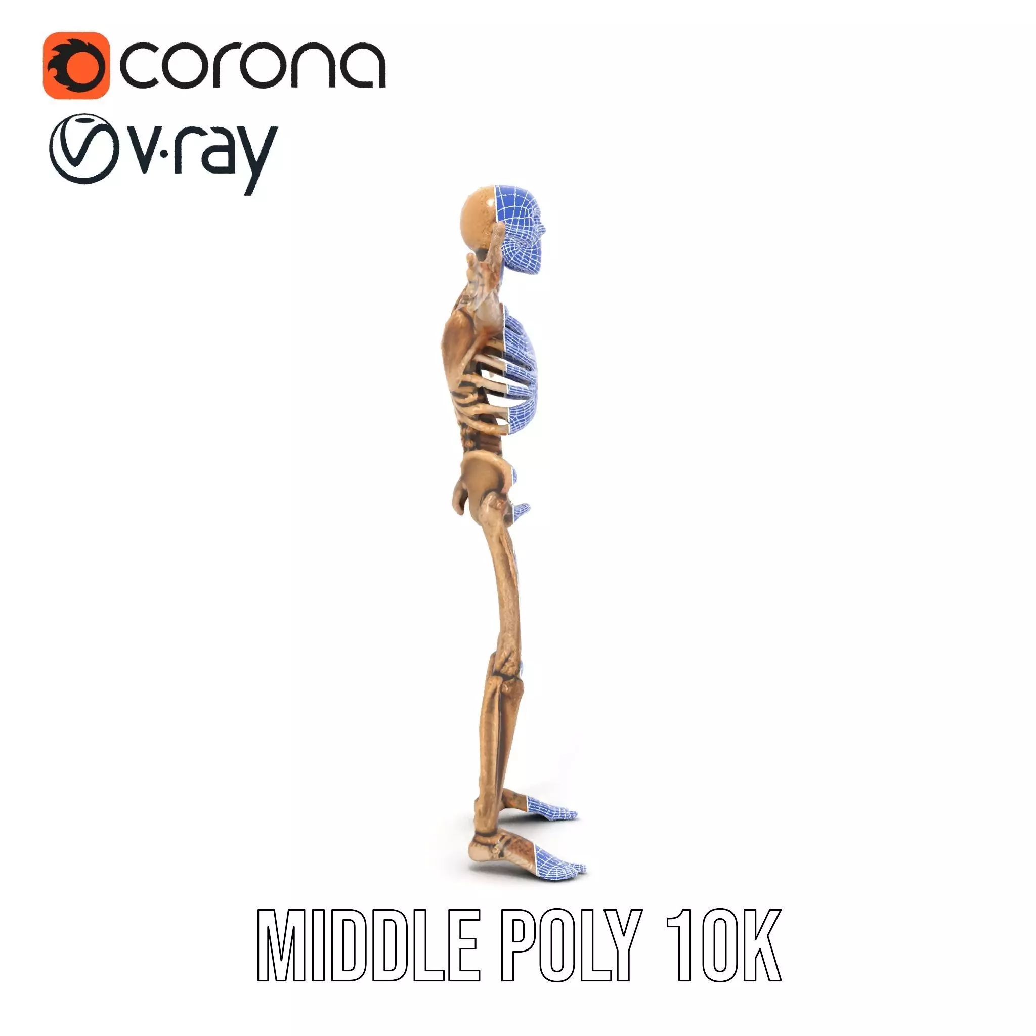 Human Skeleton Anatomy Model Pack Low-poly 3D model_18