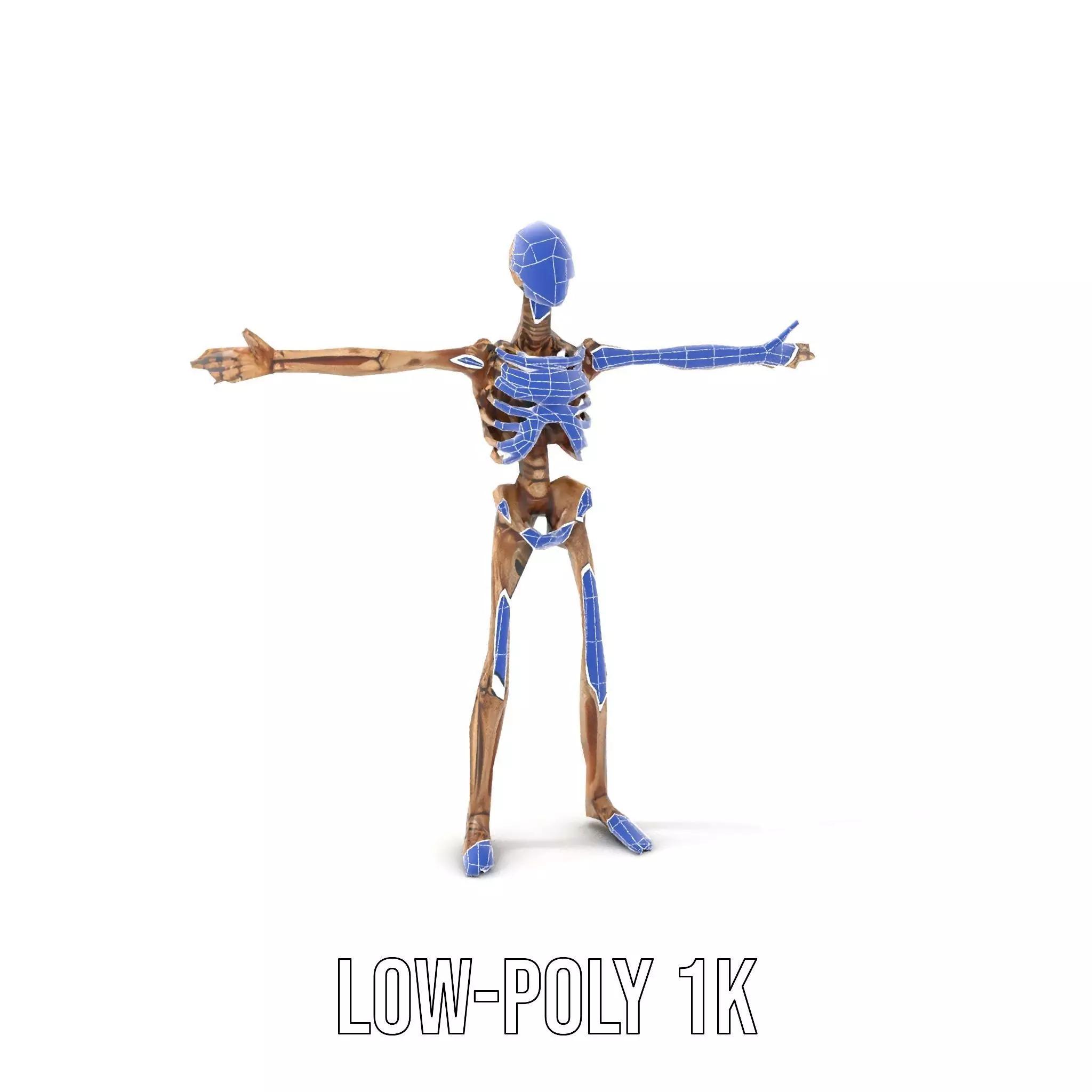 Human Skeleton Anatomy Model Pack Low-poly 3D model_9