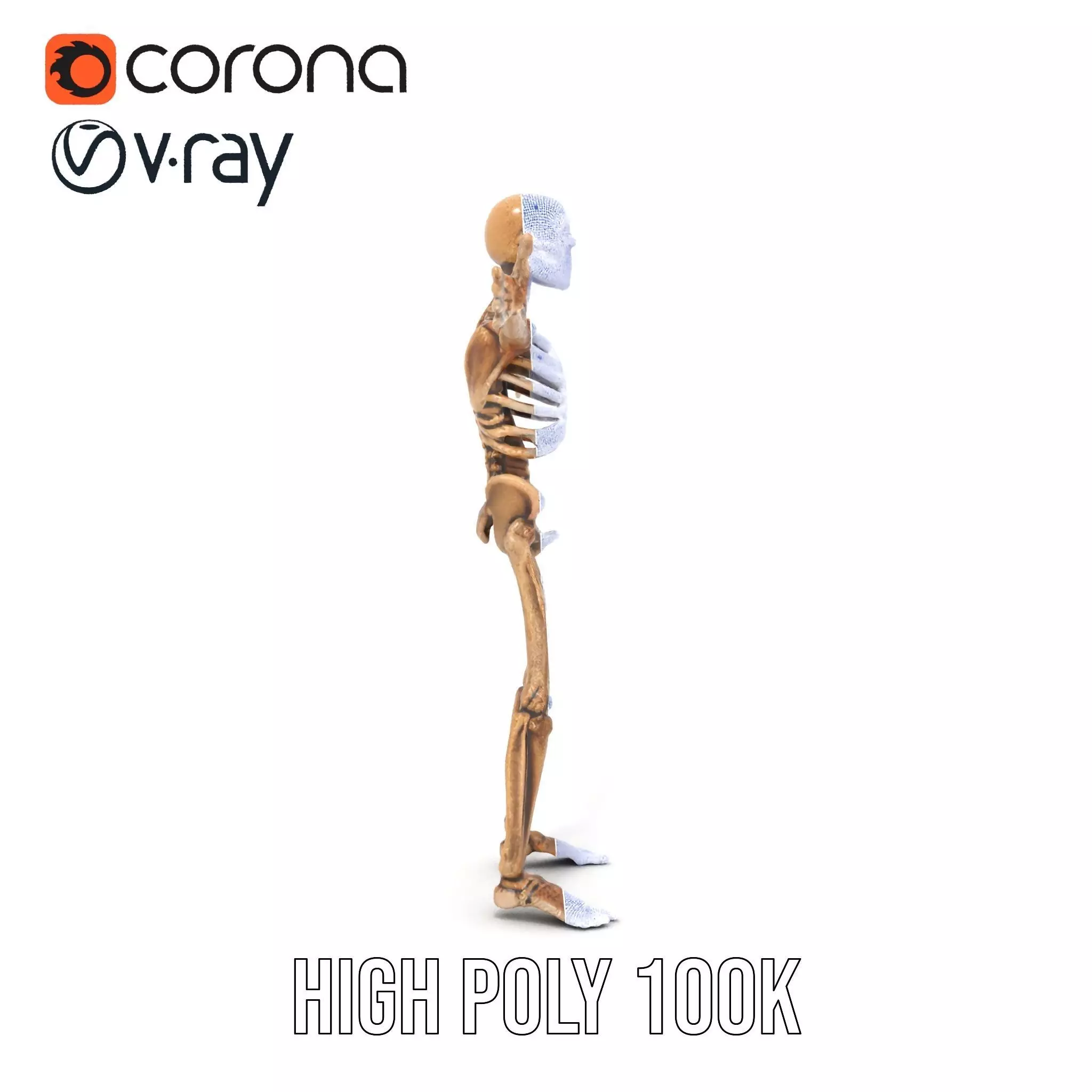 Human Skeleton Anatomy Model Pack Low-poly 3D model_35