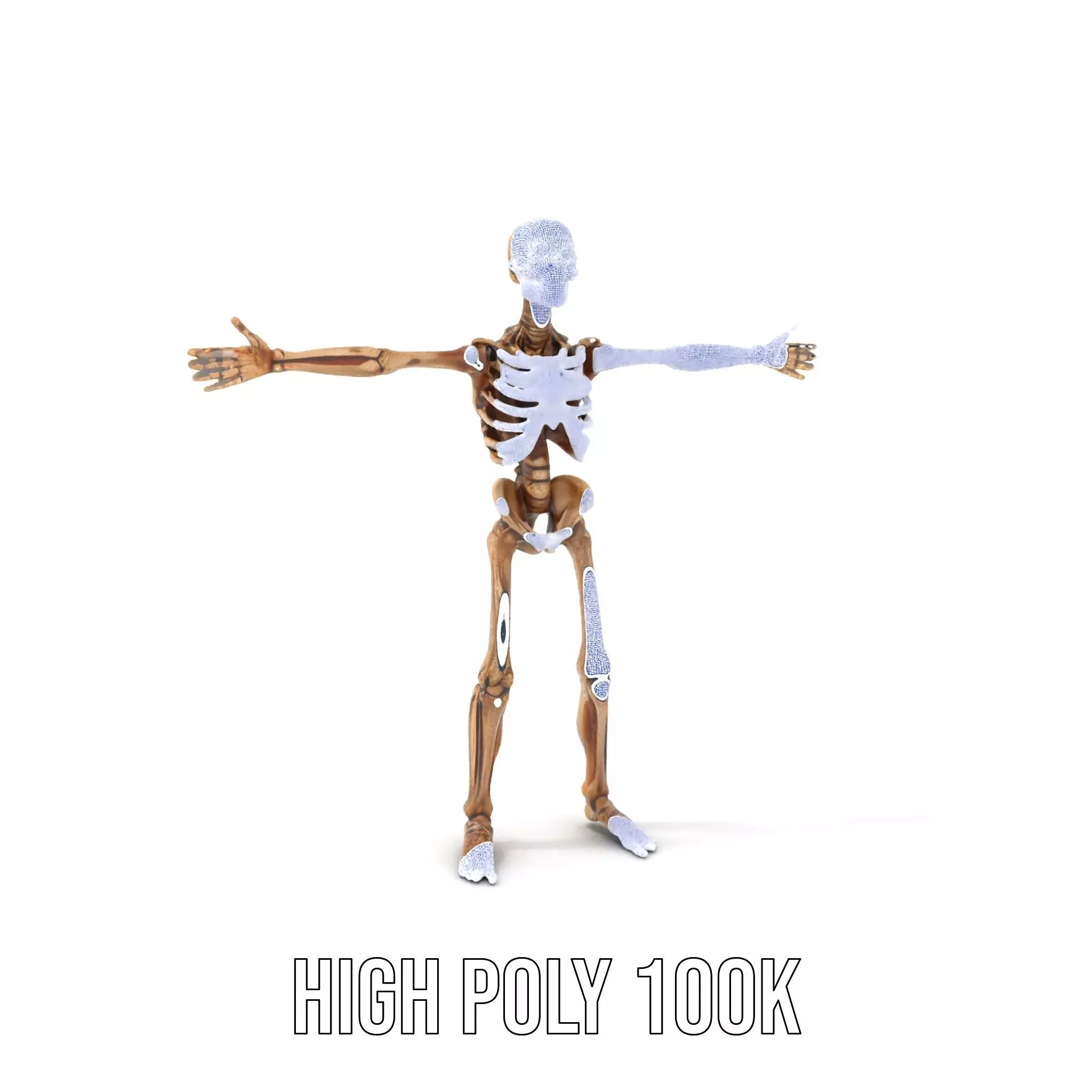 Human Skeleton Anatomy Model Pack Low-poly 3D model_5
