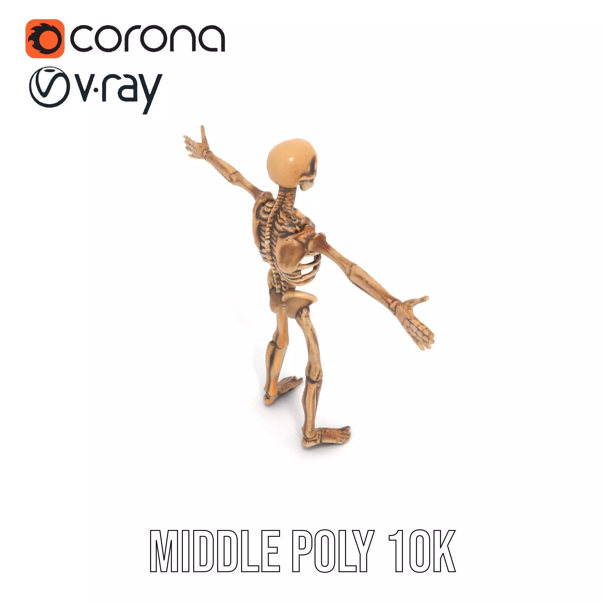 Human Skeleton Anatomy Model Pack Low-poly 3D model_7