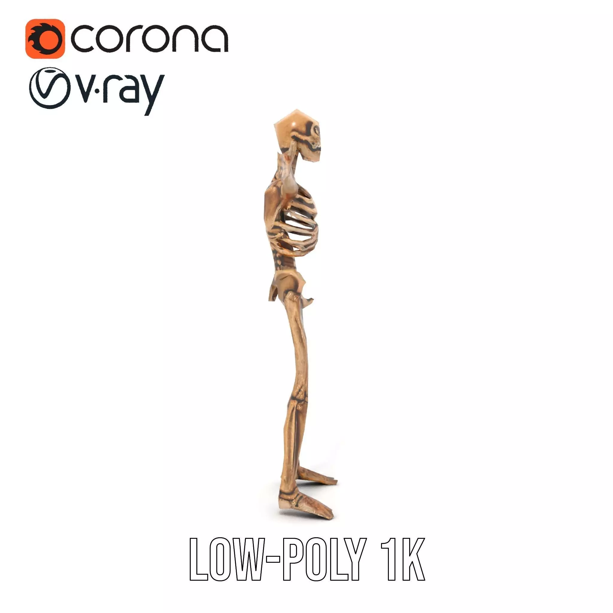 Human Skeleton Anatomy Model Pack Low-poly 3D model_31