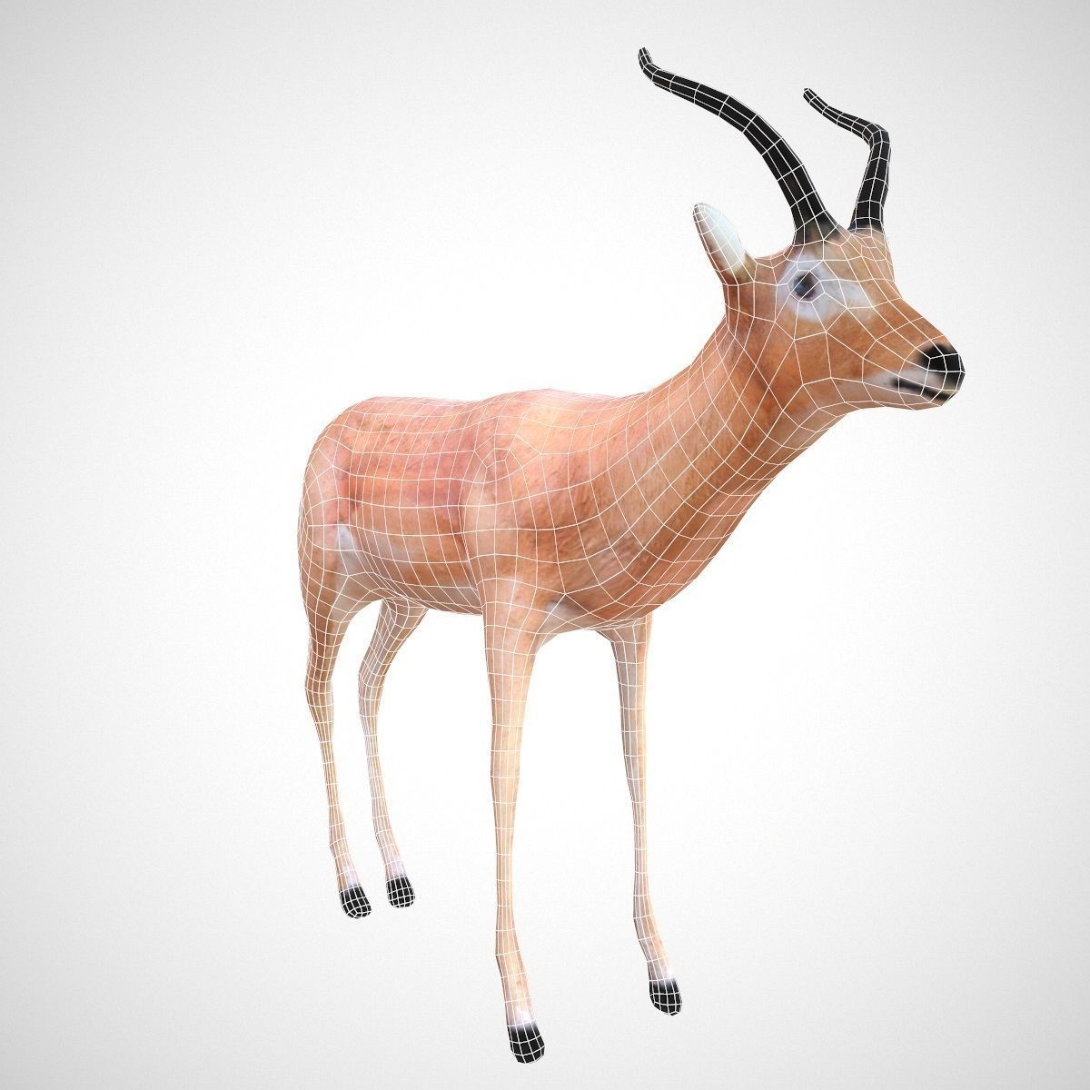 Impala Rigged Low-poly 3D model_6