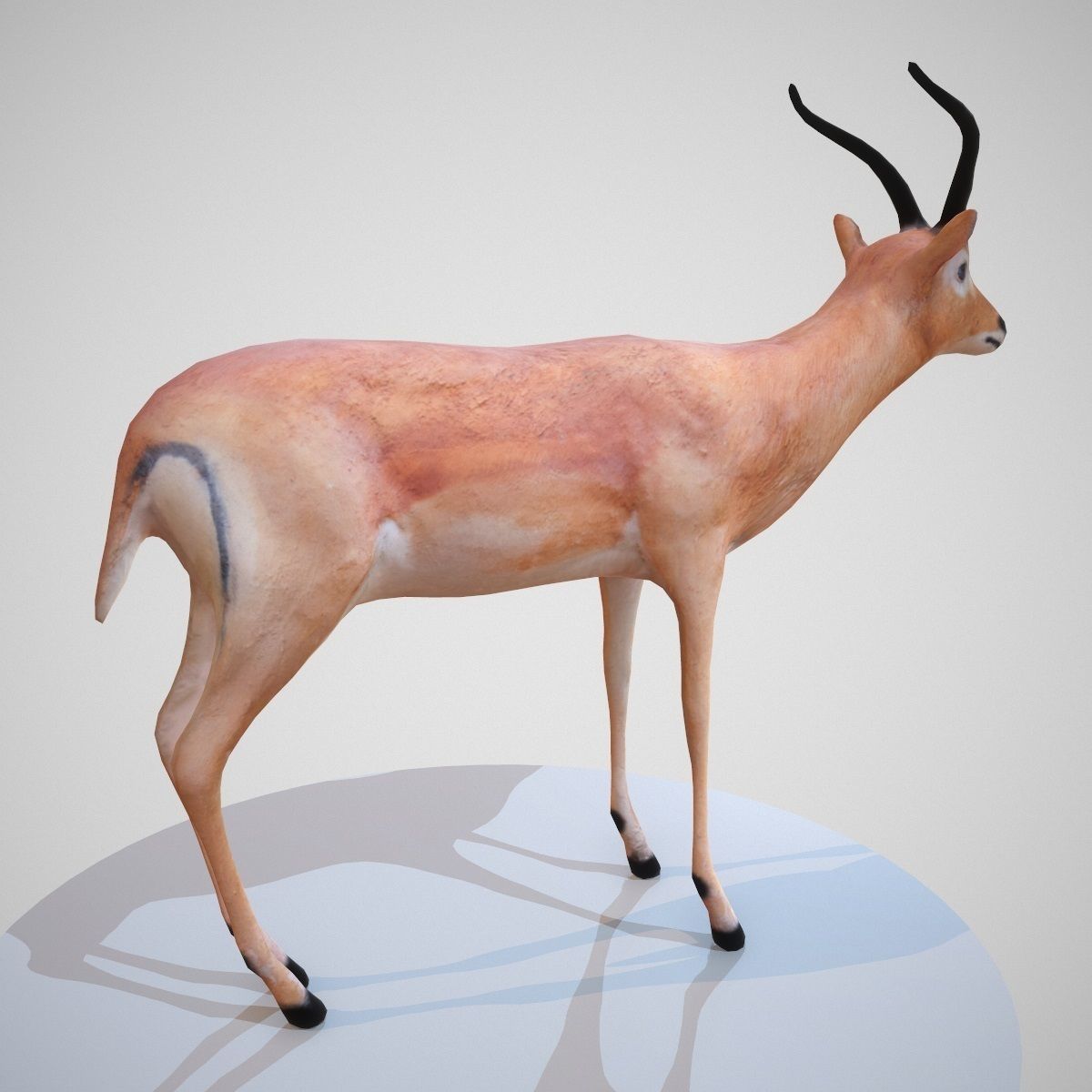 Impala Rigged Low-poly 3D model_3