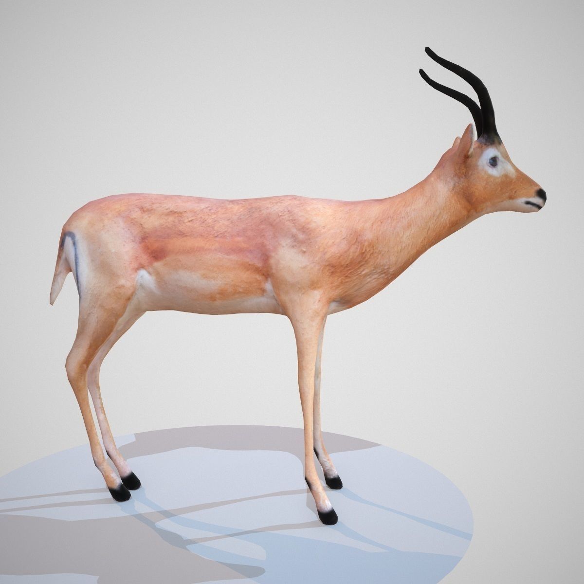 Impala Rigged Low-poly 3D model_5