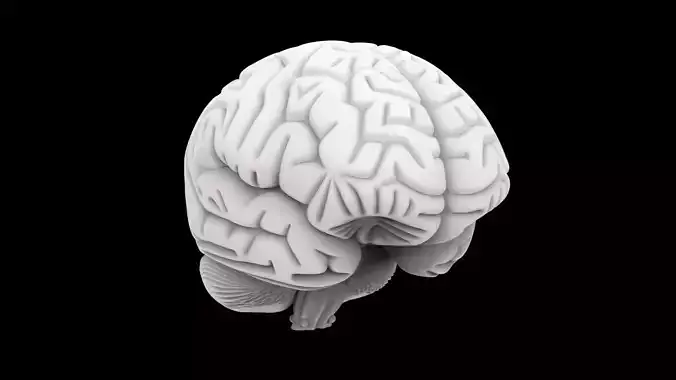 Human Brain Model 3D Print