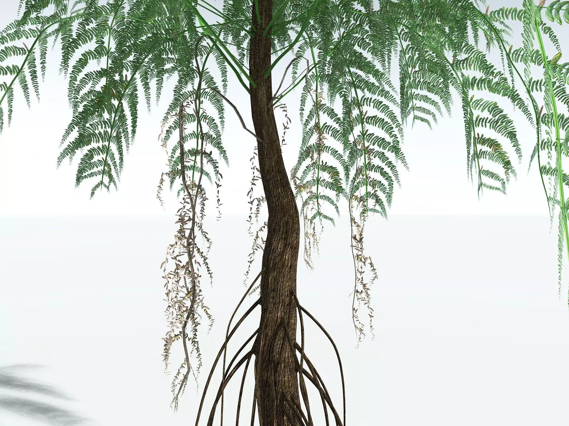 EVERYPlant Psaronius Simplex LowPoly Low-poly 3D model_1