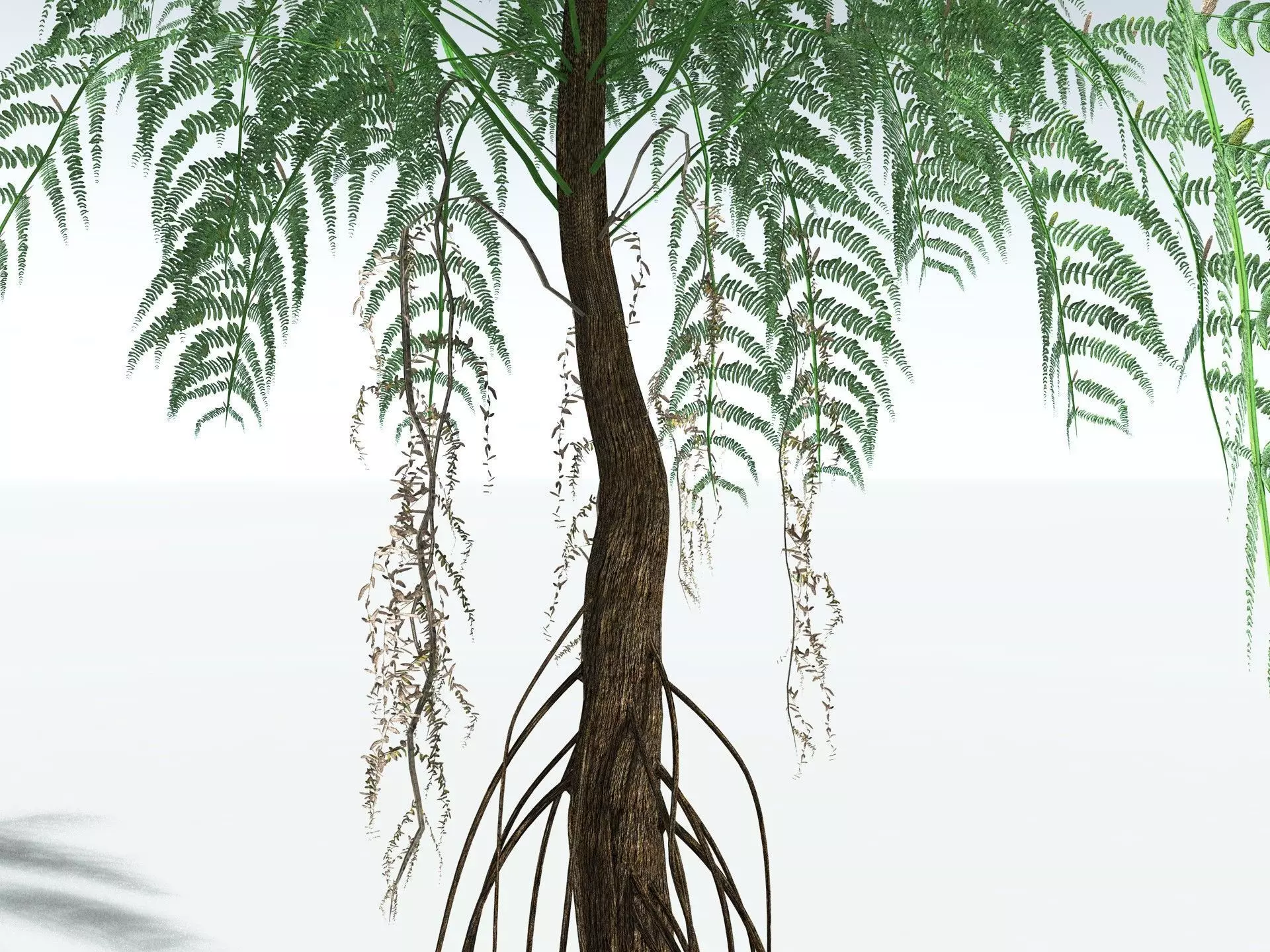 EVERYPlant Psaronius Simplex LowPoly Low-poly 3D model_11