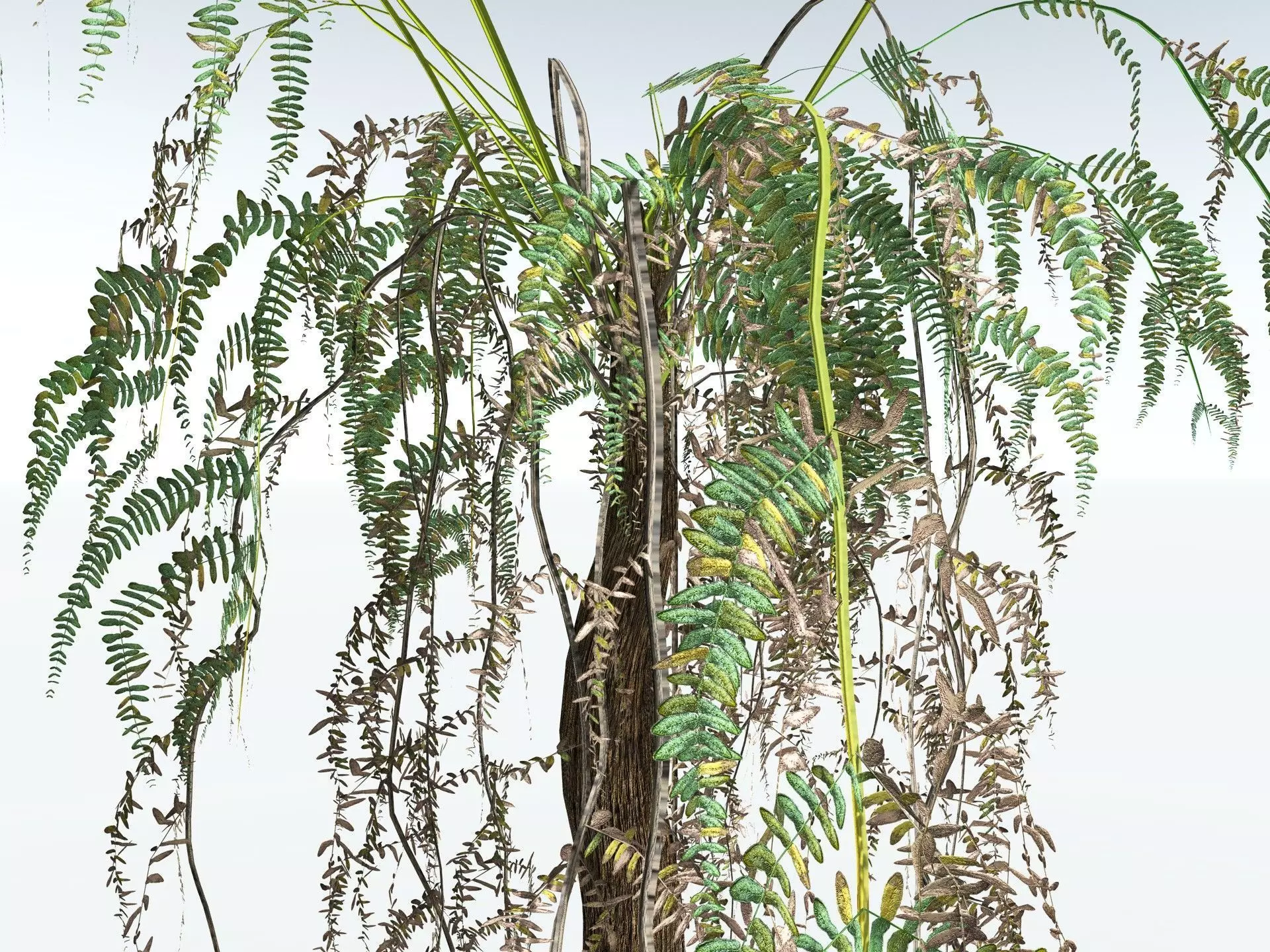 EVERYPlant Psaronius Simplex LowPoly Low-poly 3D model_17