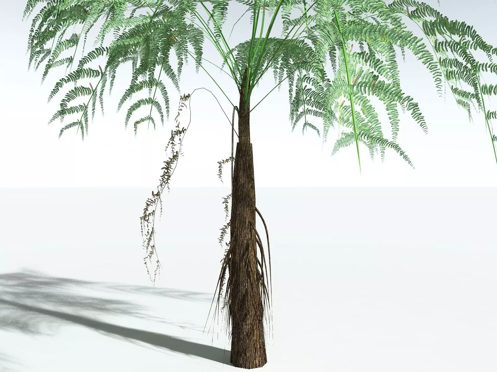 EVERYPlant Psaronius Simplex LowPoly Low-poly 3D model_25