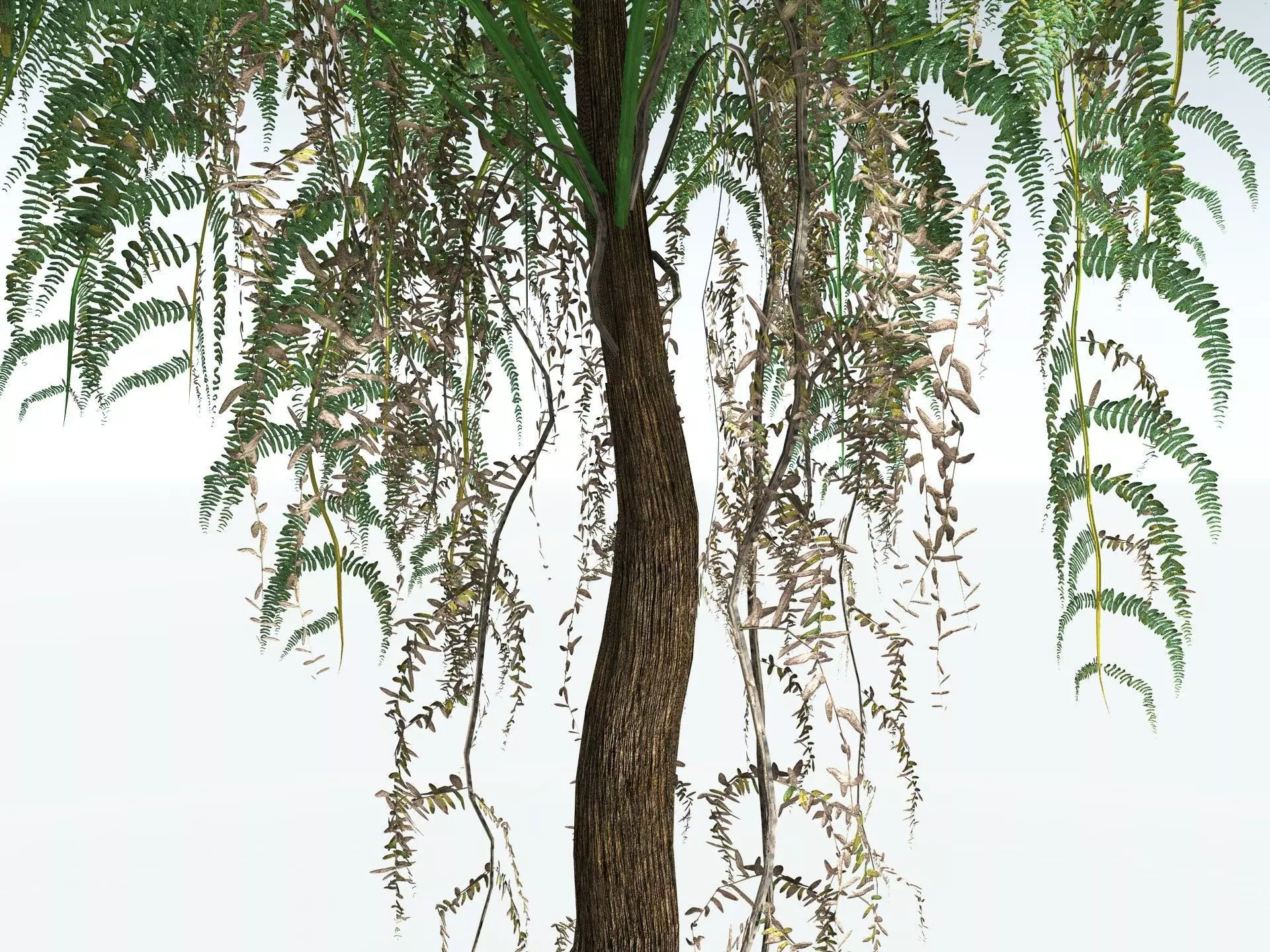 EVERYPlant Psaronius Simplex LowPoly Low-poly 3D model_15