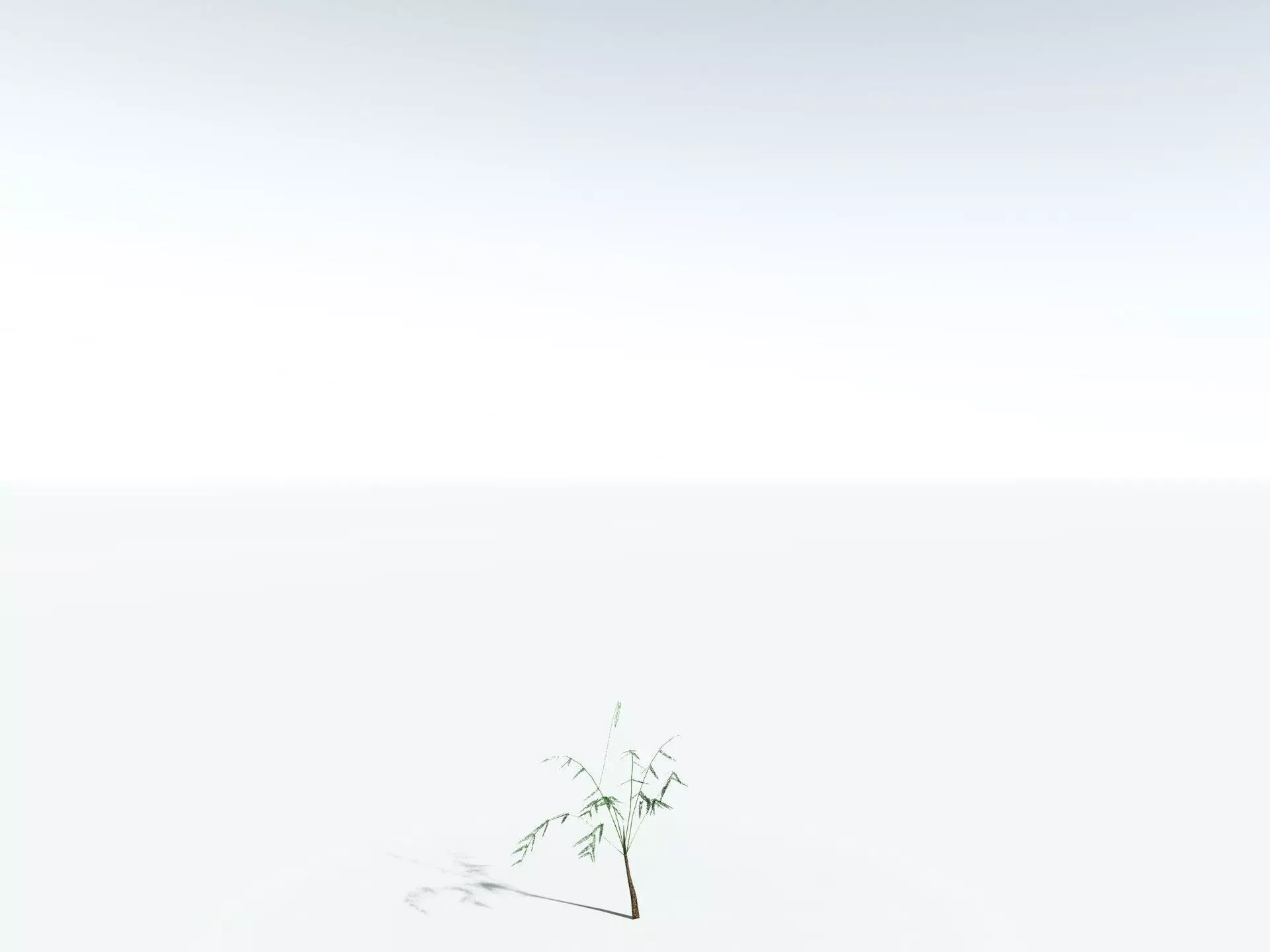 EVERYPlant Psaronius Simplex LowPoly Low-poly 3D model_26