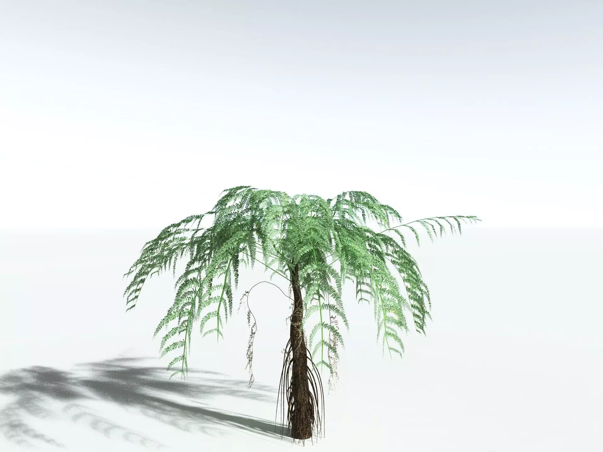 EVERYPlant Psaronius Simplex LowPoly Low-poly 3D model_22
