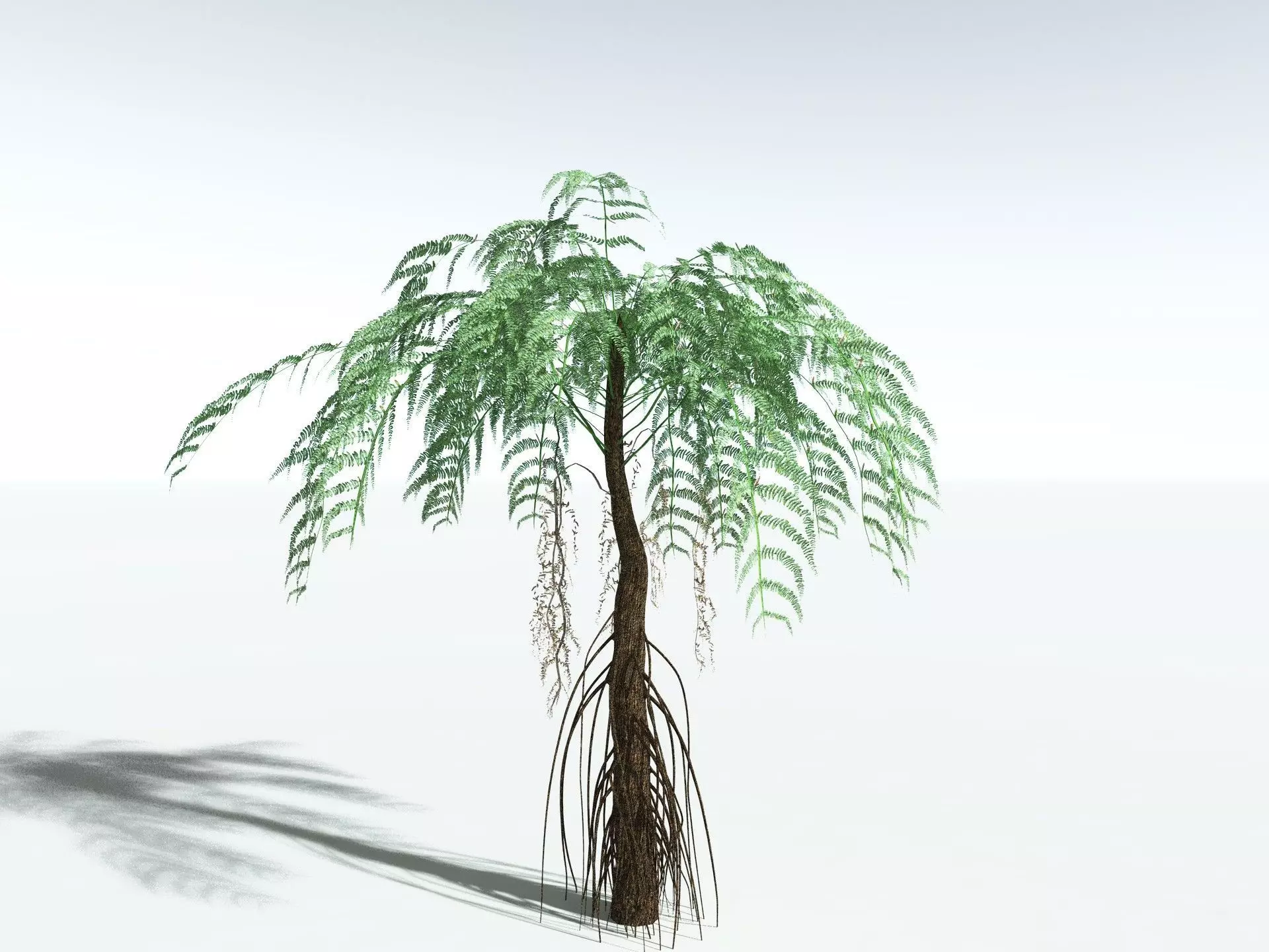 EVERYPlant Psaronius Simplex LowPoly Low-poly 3D model_10