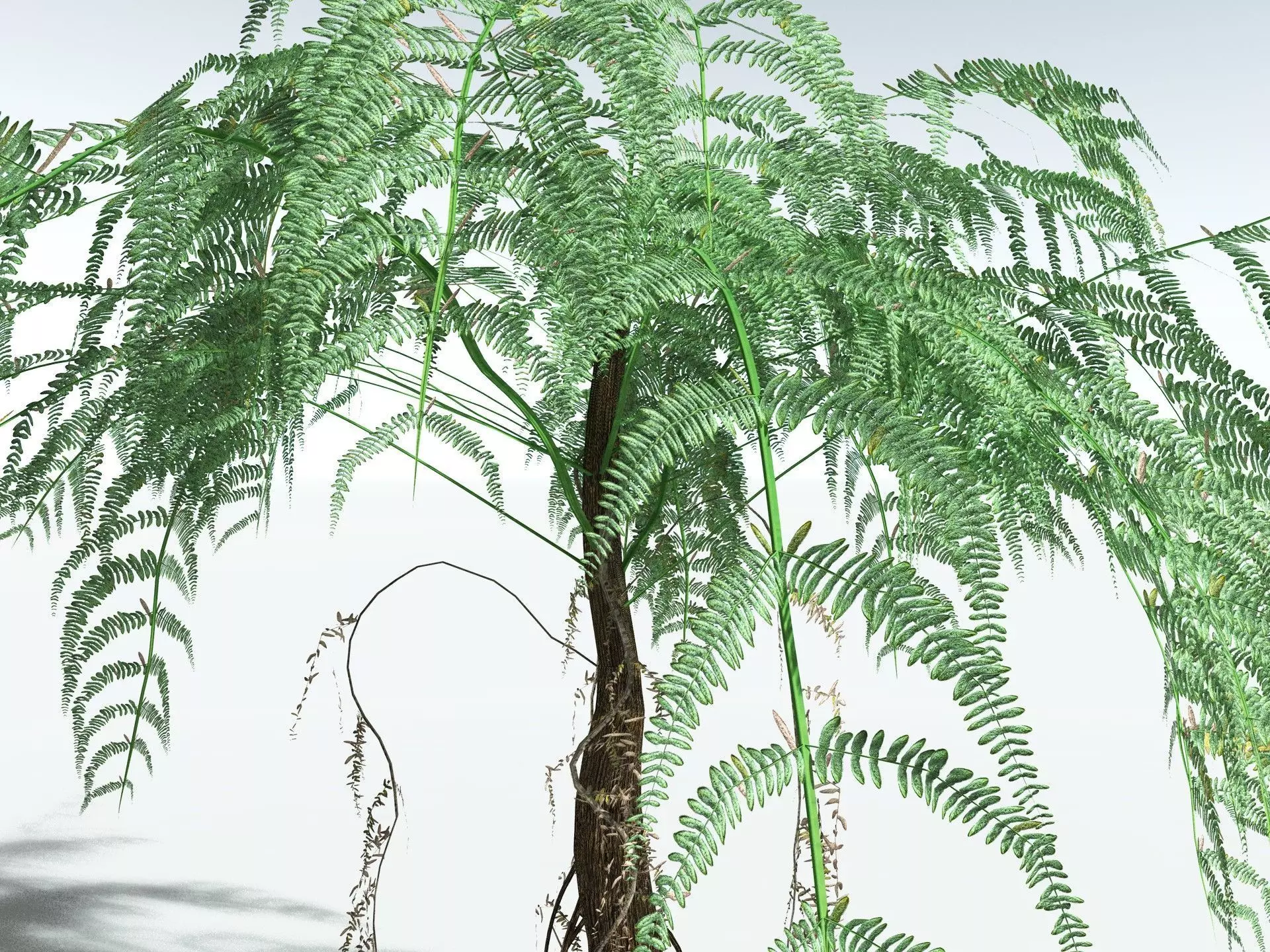 EVERYPlant Psaronius Simplex LowPoly Low-poly 3D model_23