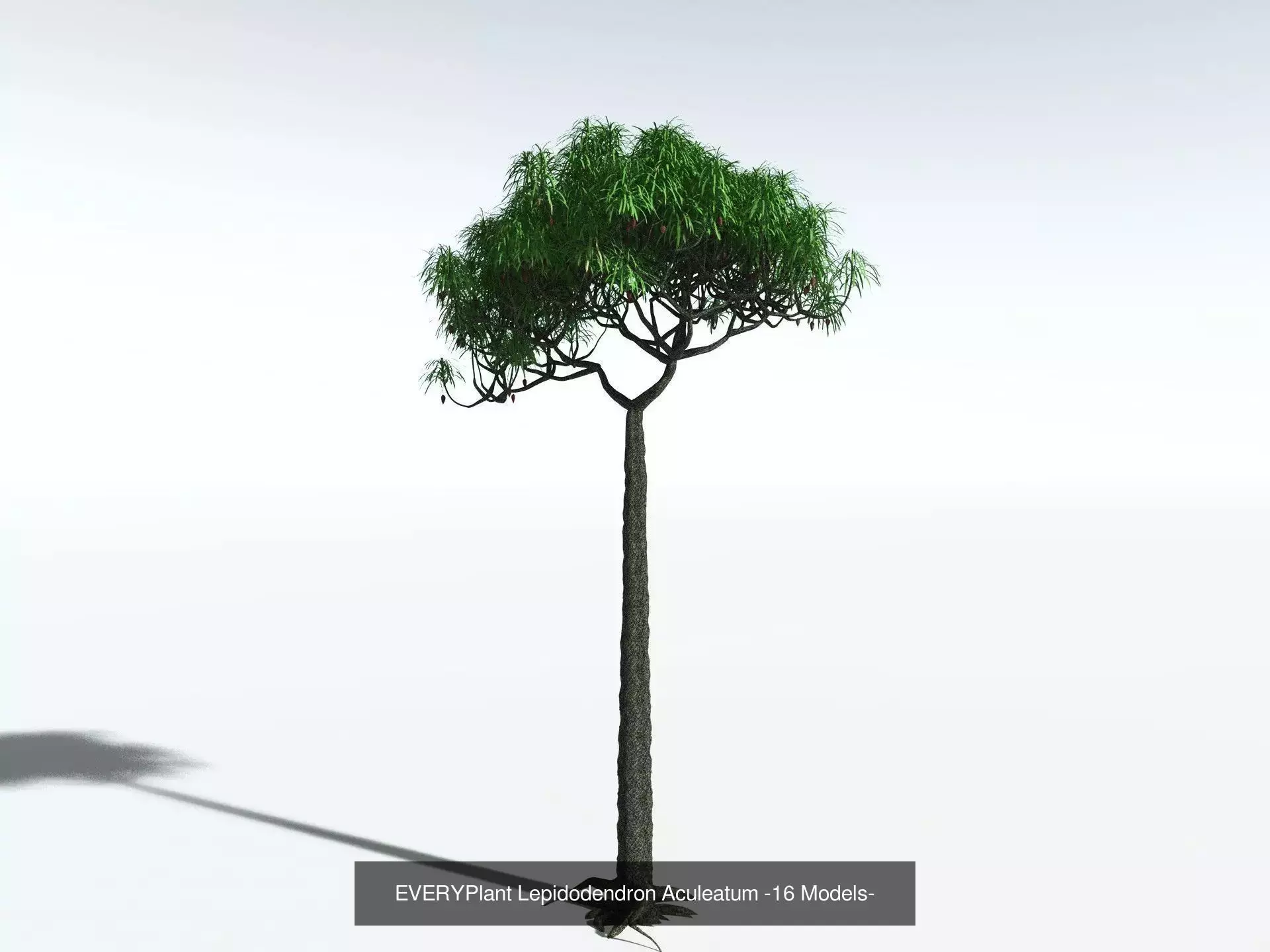 EVERYPlant Carboniferous Biome 3D Model Collection_6