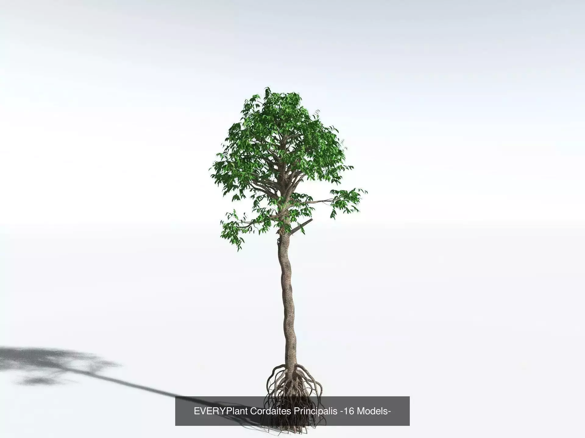 EVERYPlant Carboniferous Biome 3D Model Collection_9