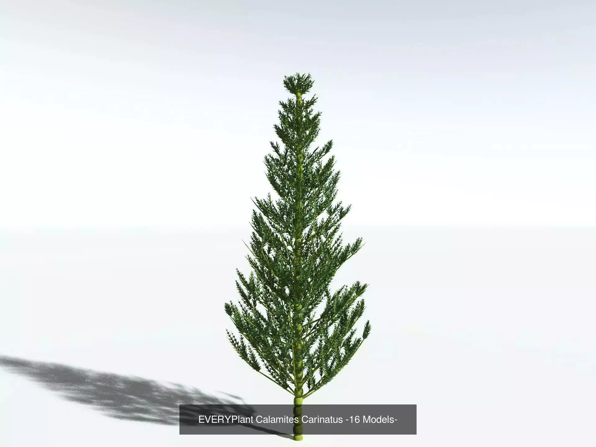 EVERYPlant Carboniferous Biome 3D Model Collection_4