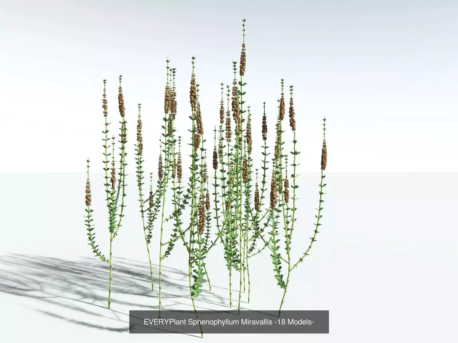 EVERYPlant Carboniferous Biome 3D Model Collection_8