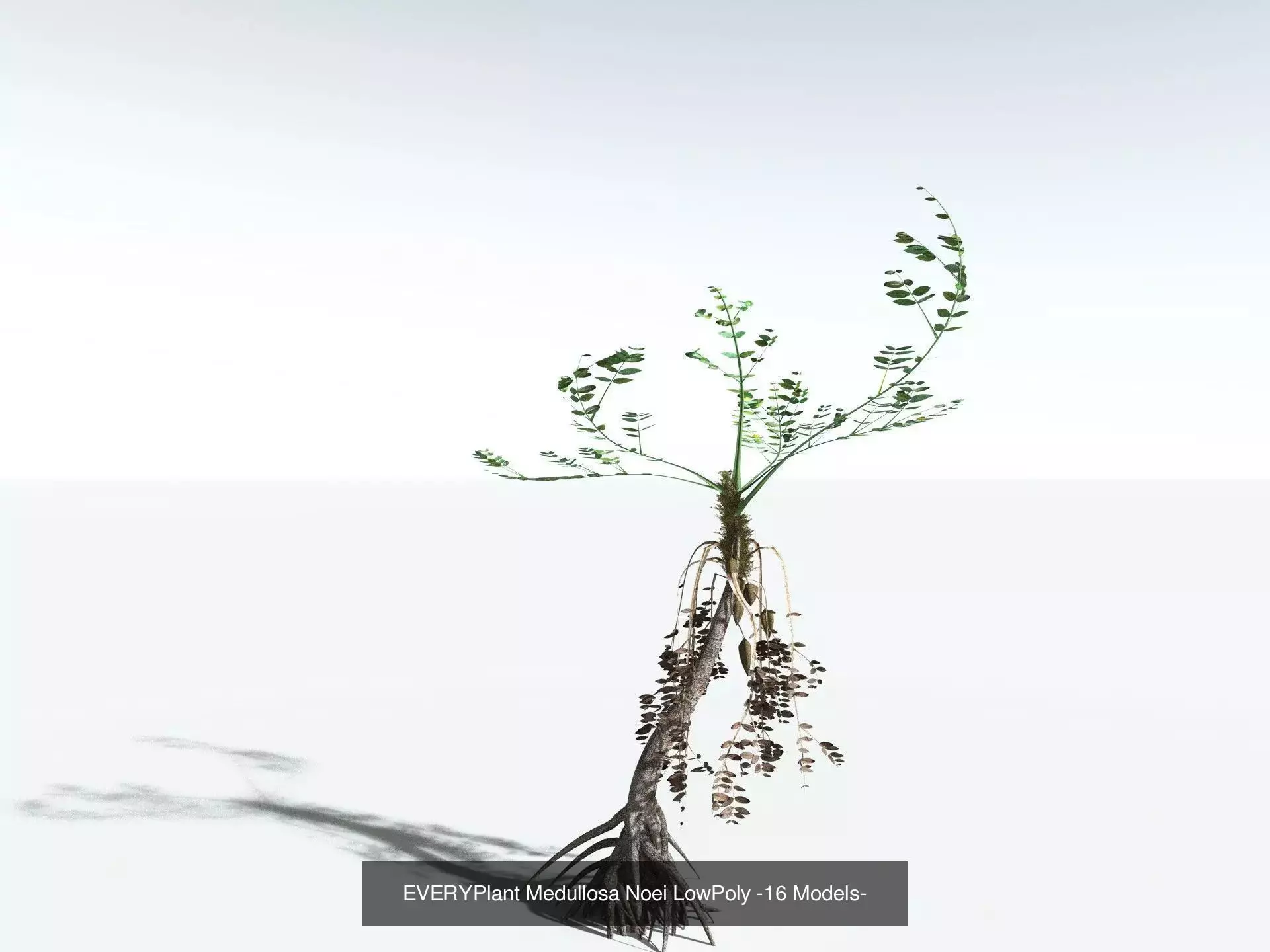 EVERYPlant Carboniferous Biome LowPoly 3D Model Collection_3