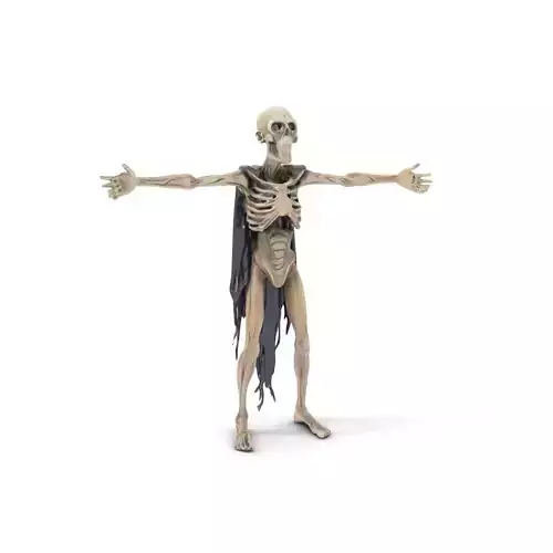 Skeleton Creature Model Pack with Detailed Bones and Textures